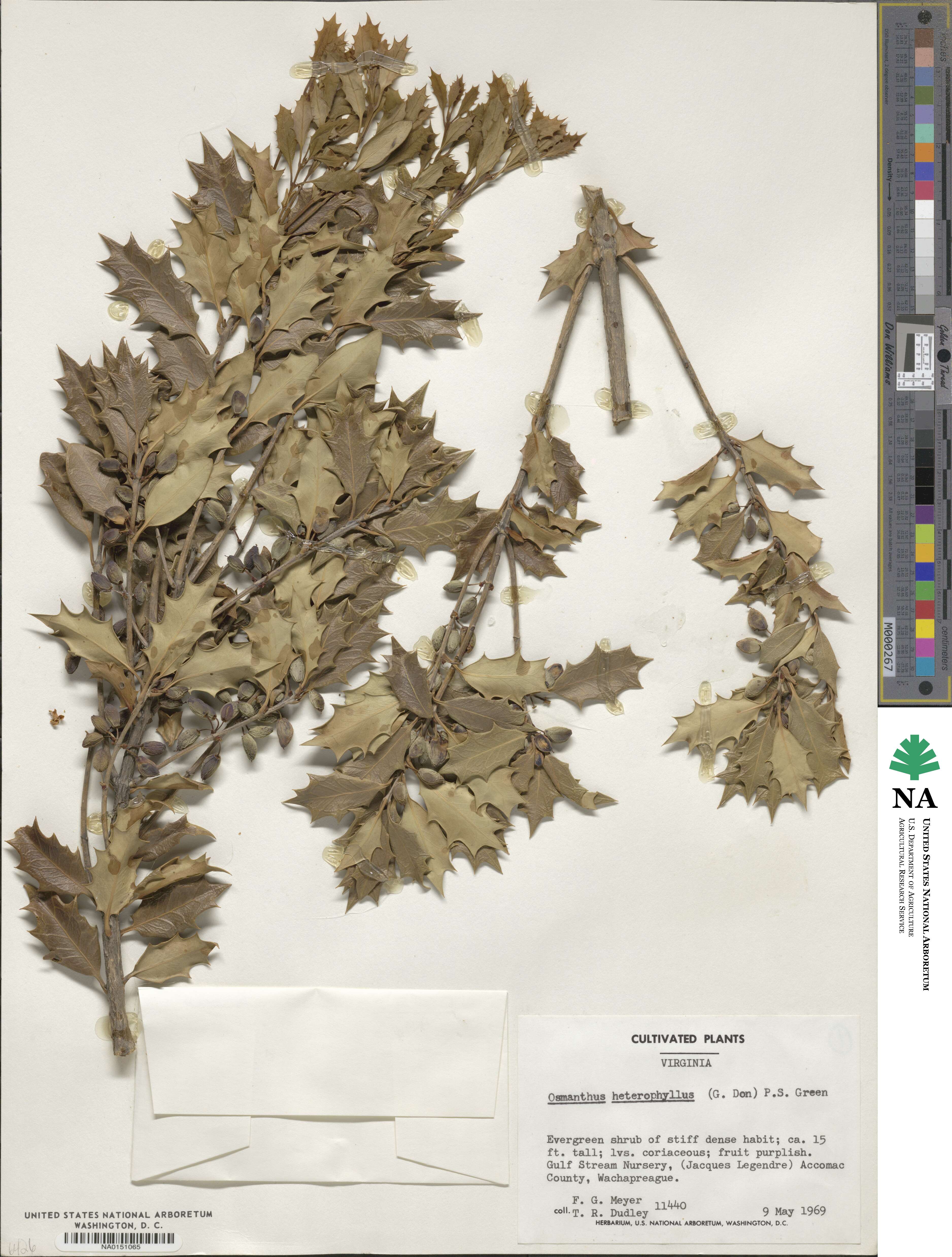 Osmanthus heterophyllus image