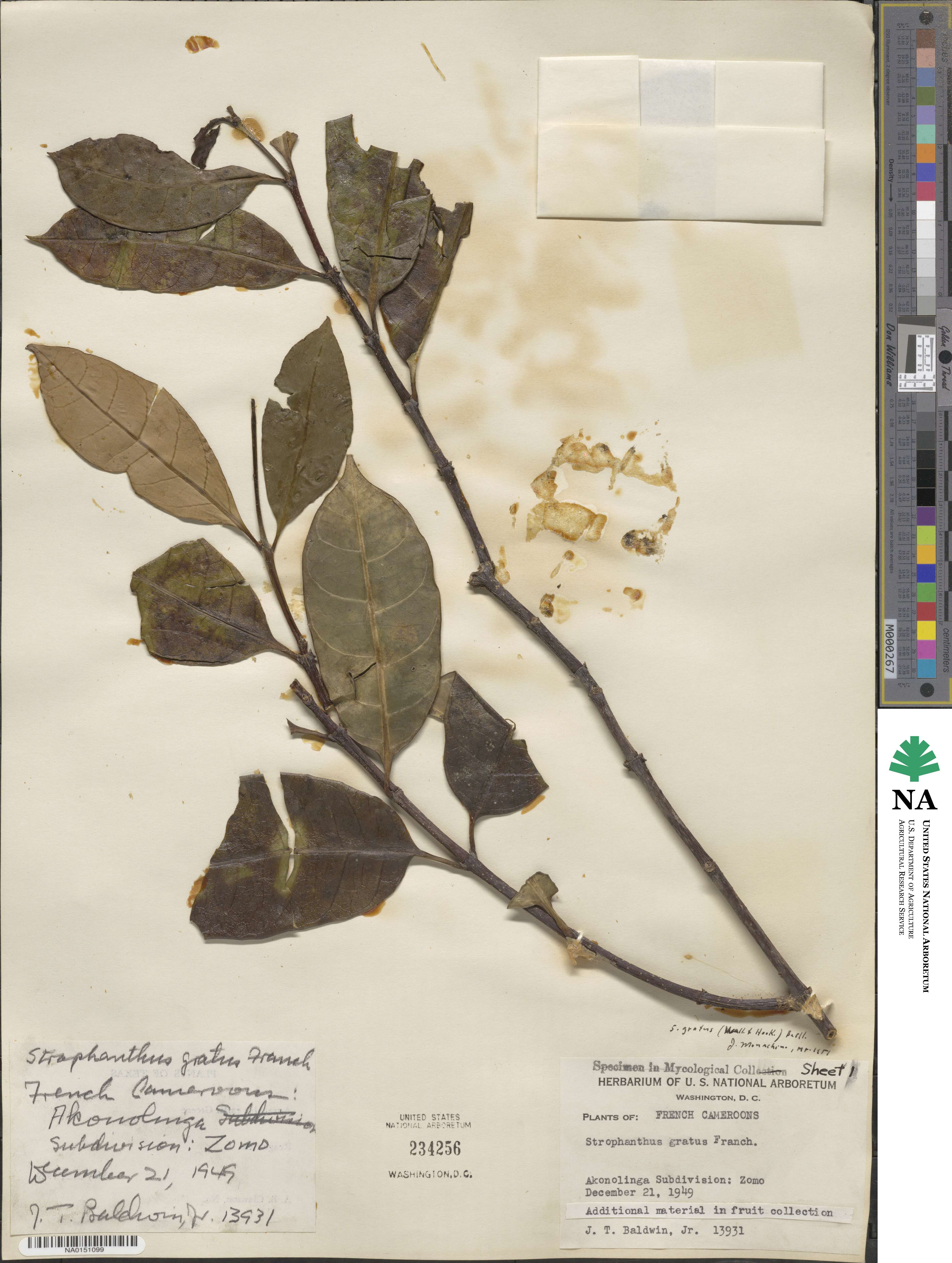 Strophanthus gratus image