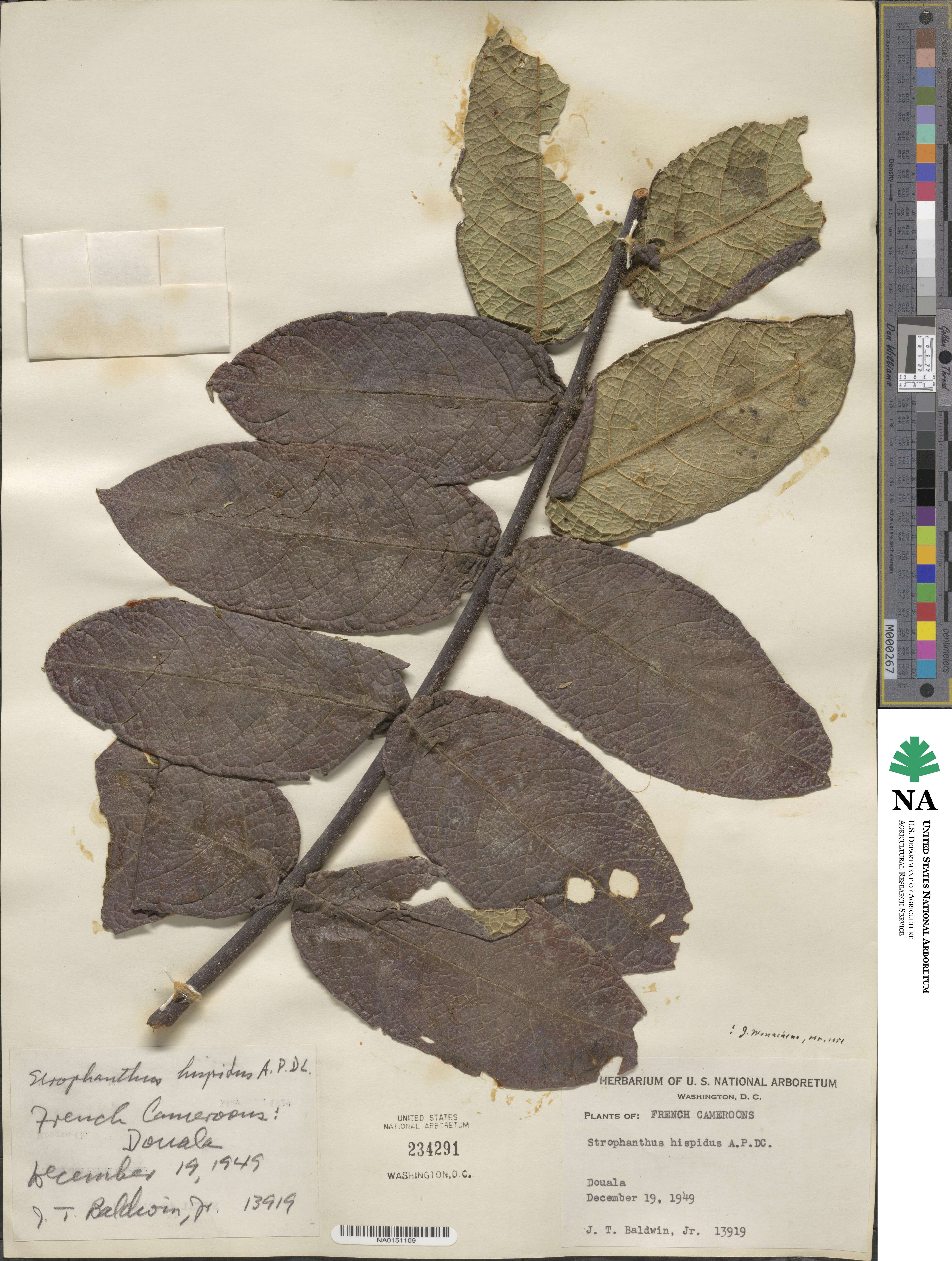 Strophanthus hispidus image