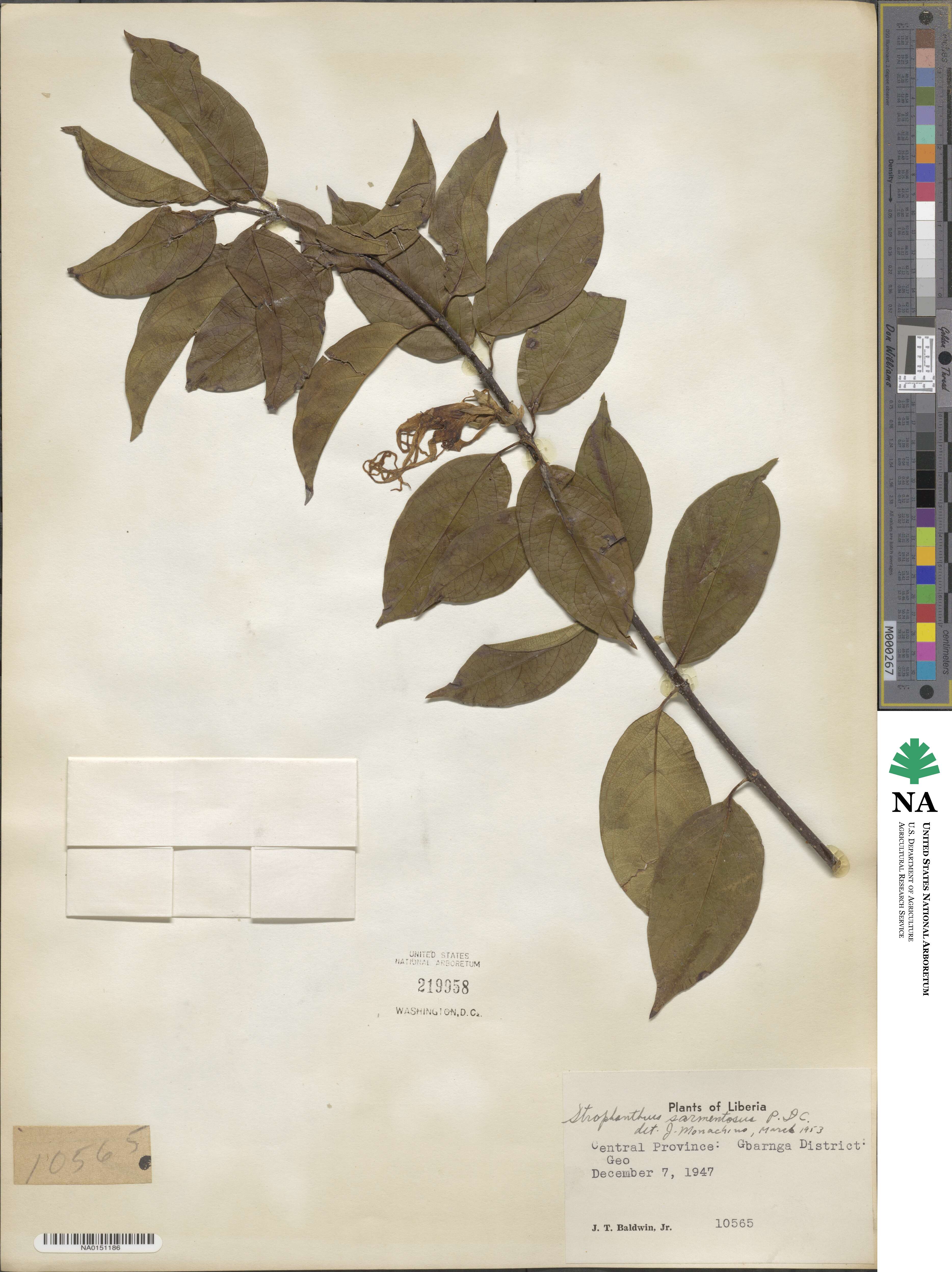 Strophanthus sarmentosus image