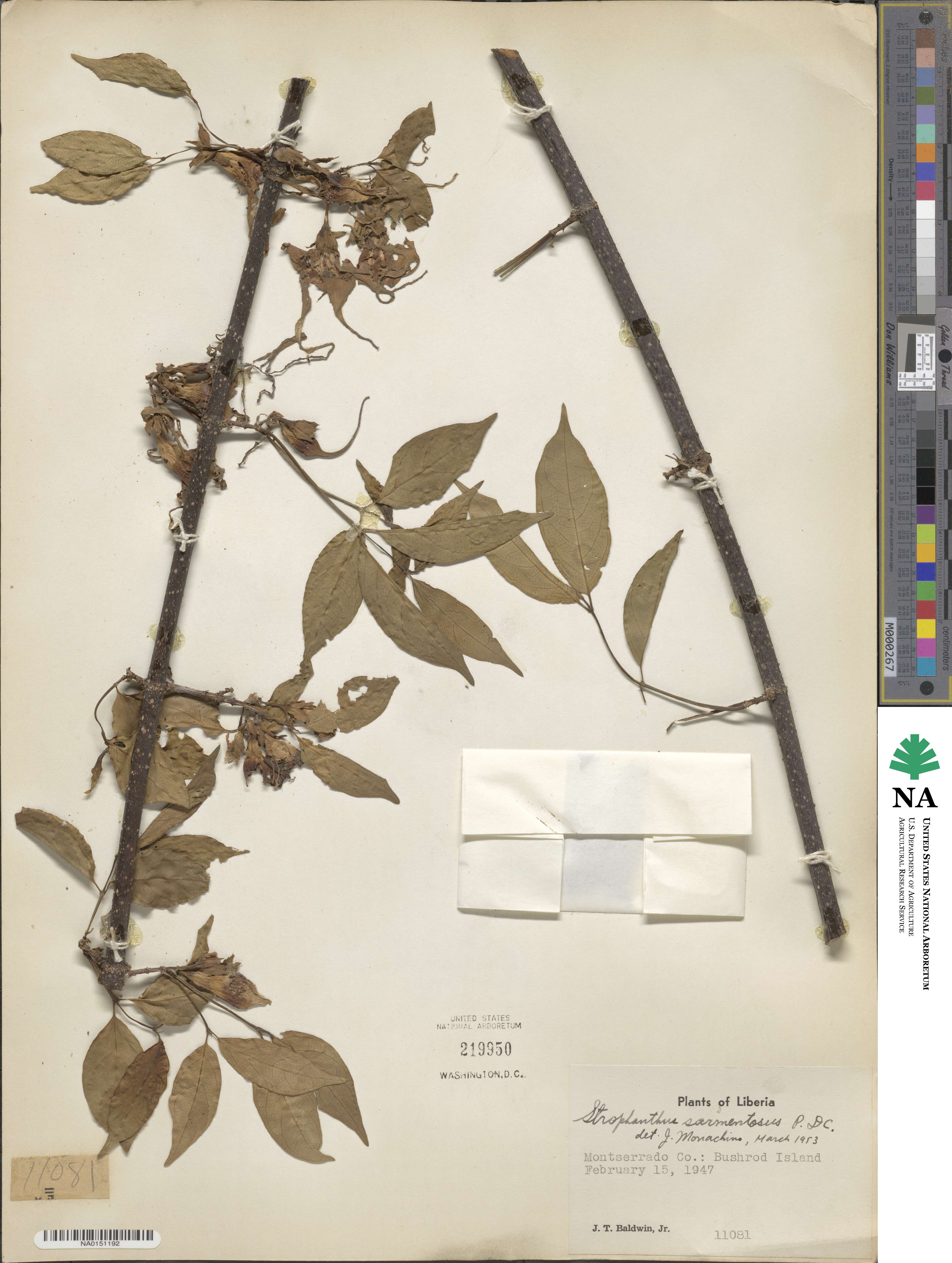 Strophanthus sarmentosus image