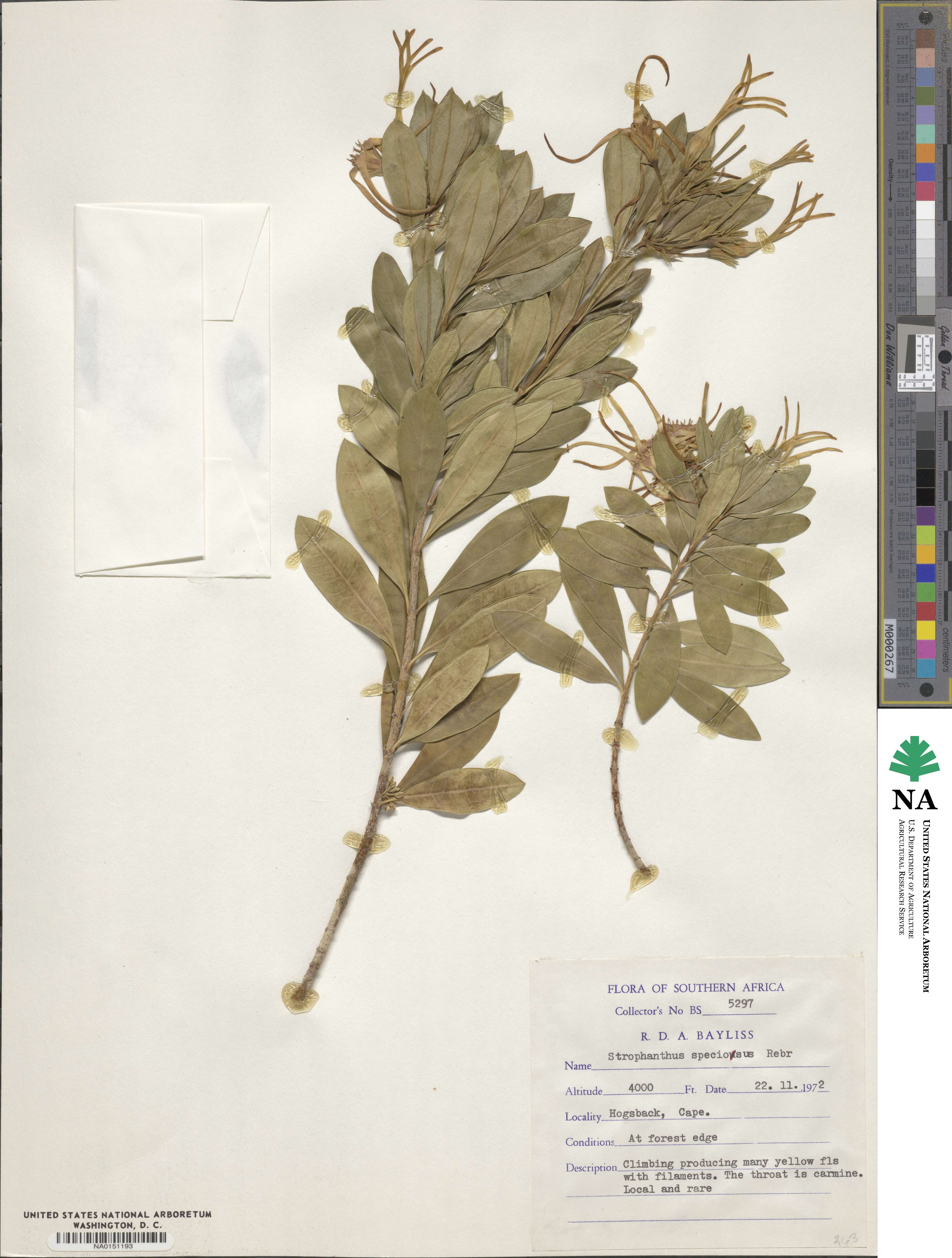 Strophanthus speciosus image
