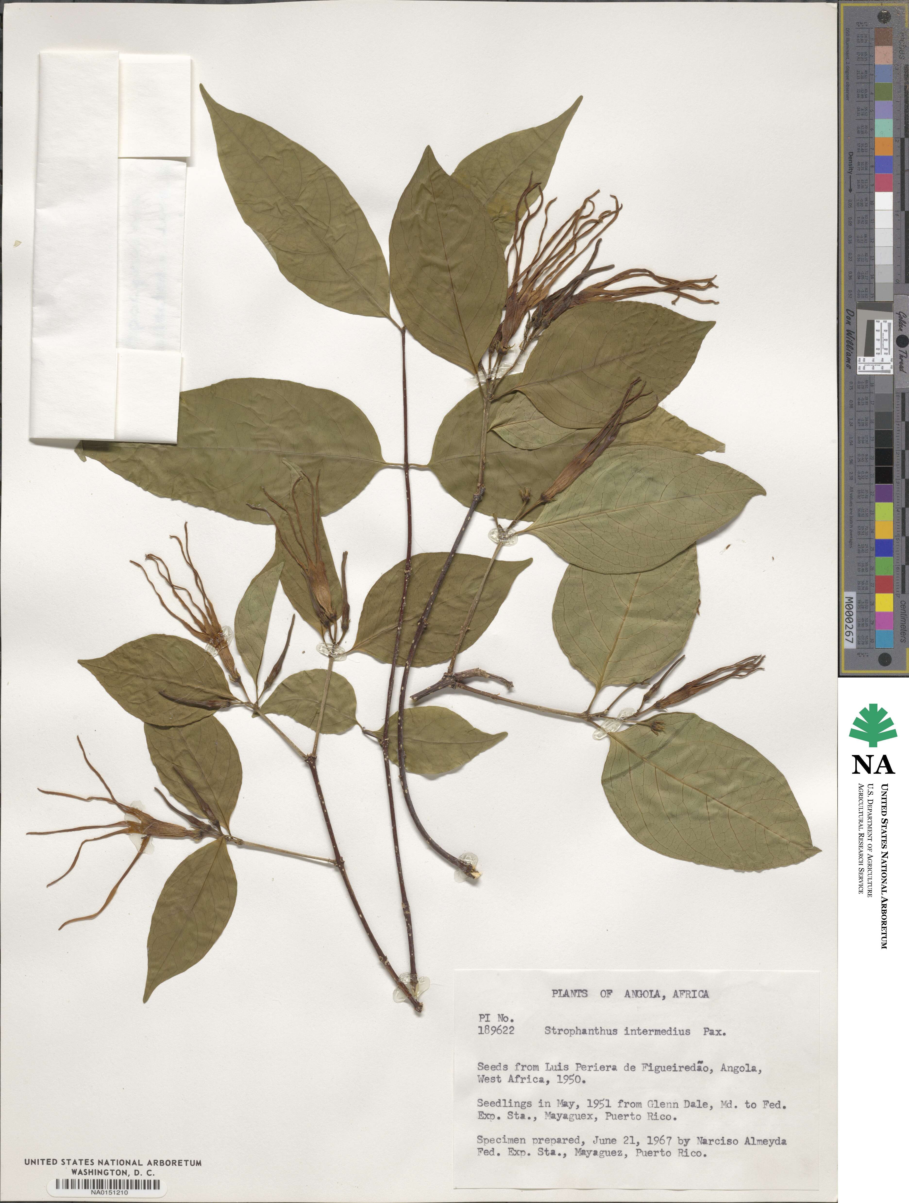 Strophanthus amboensis image