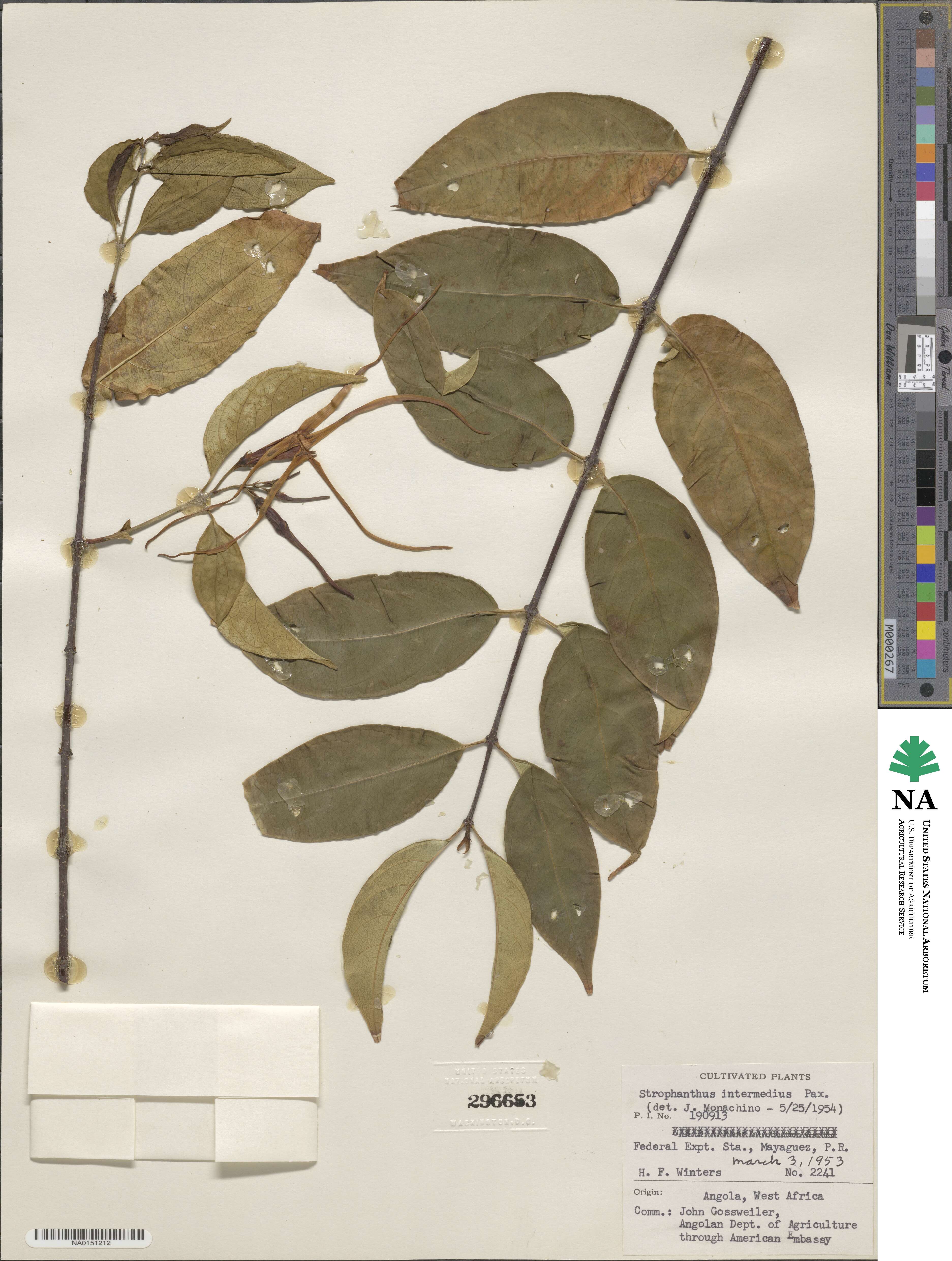 Strophanthus amboensis image