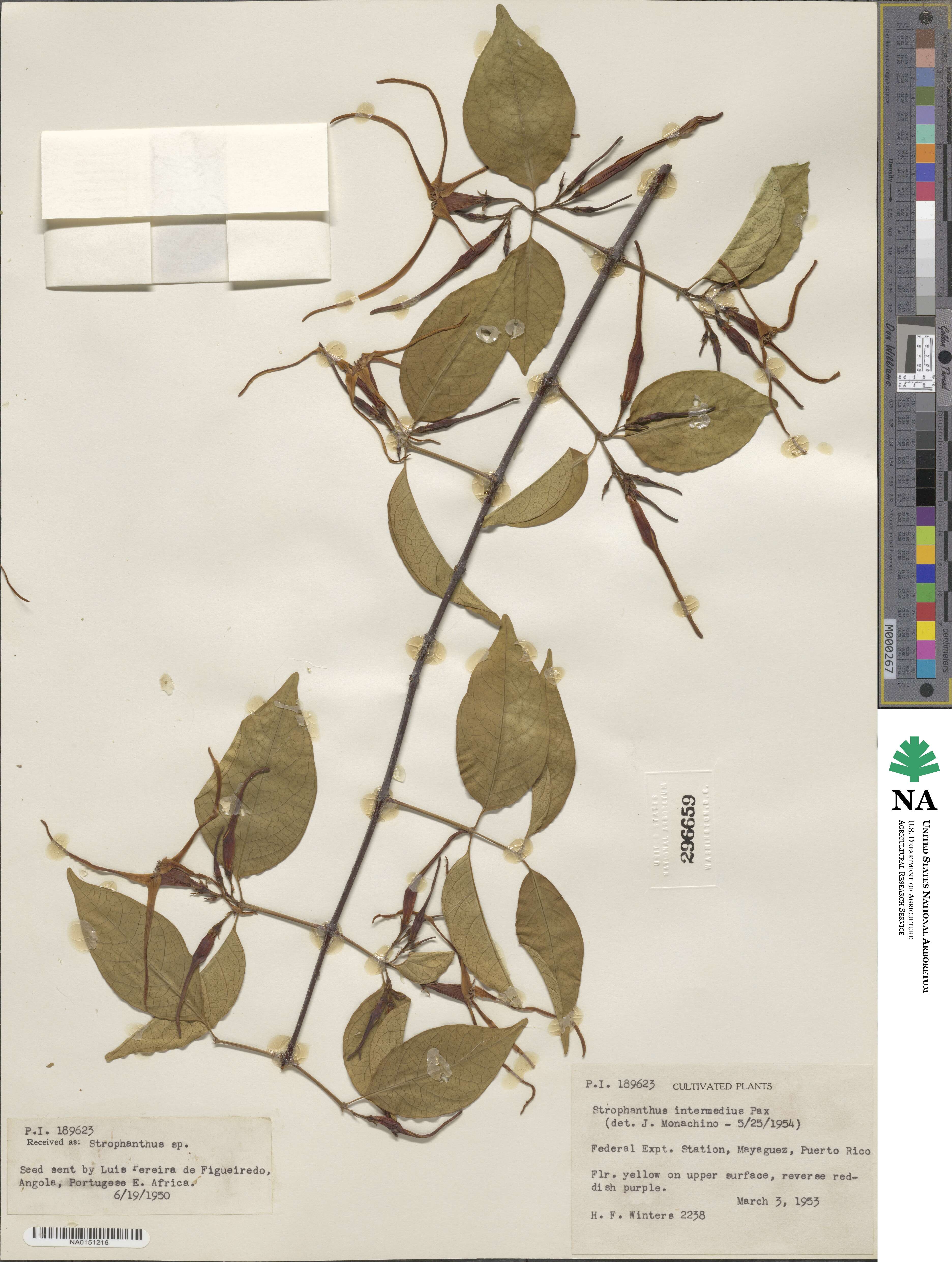 Strophanthus amboensis image