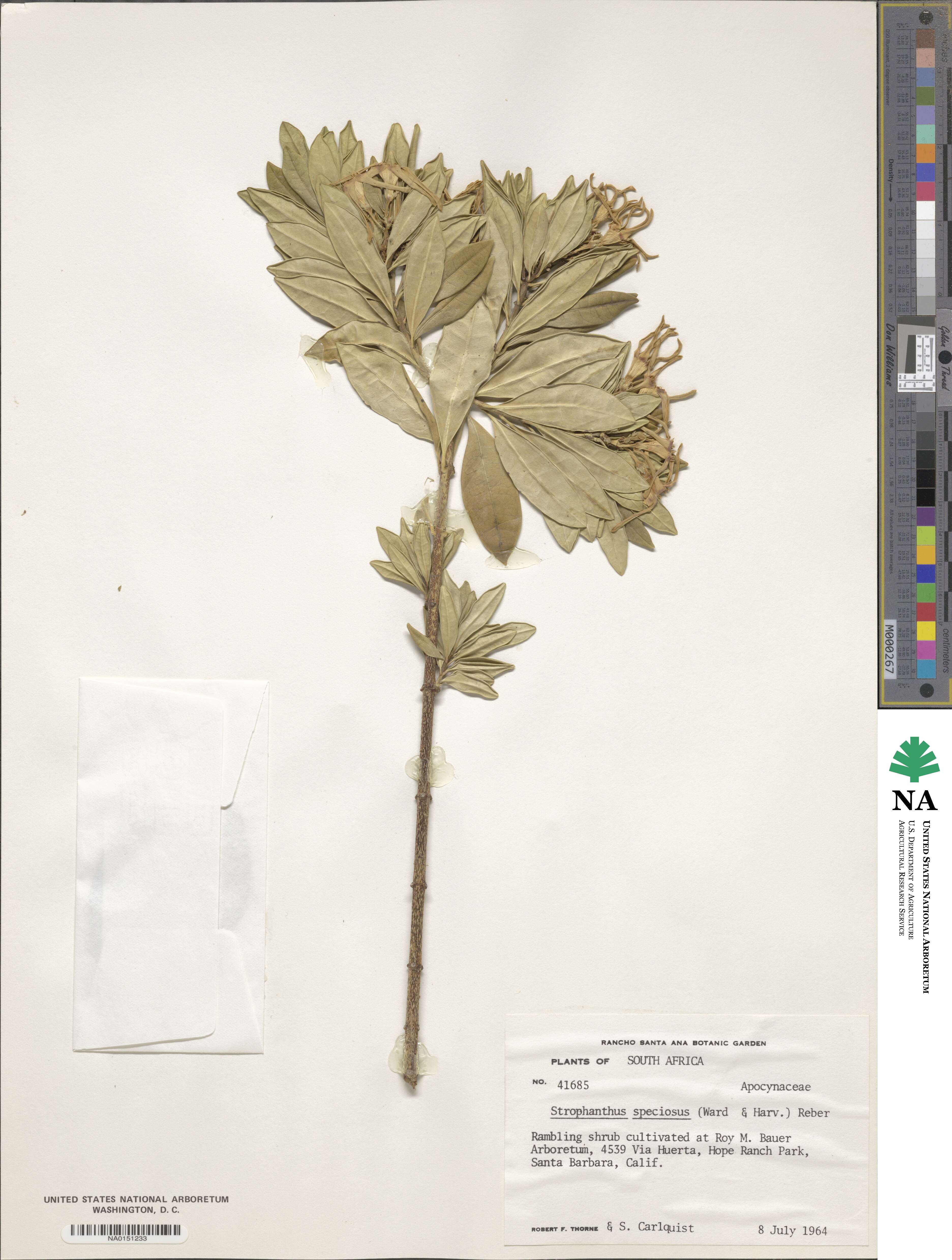 Strophanthus speciosus image