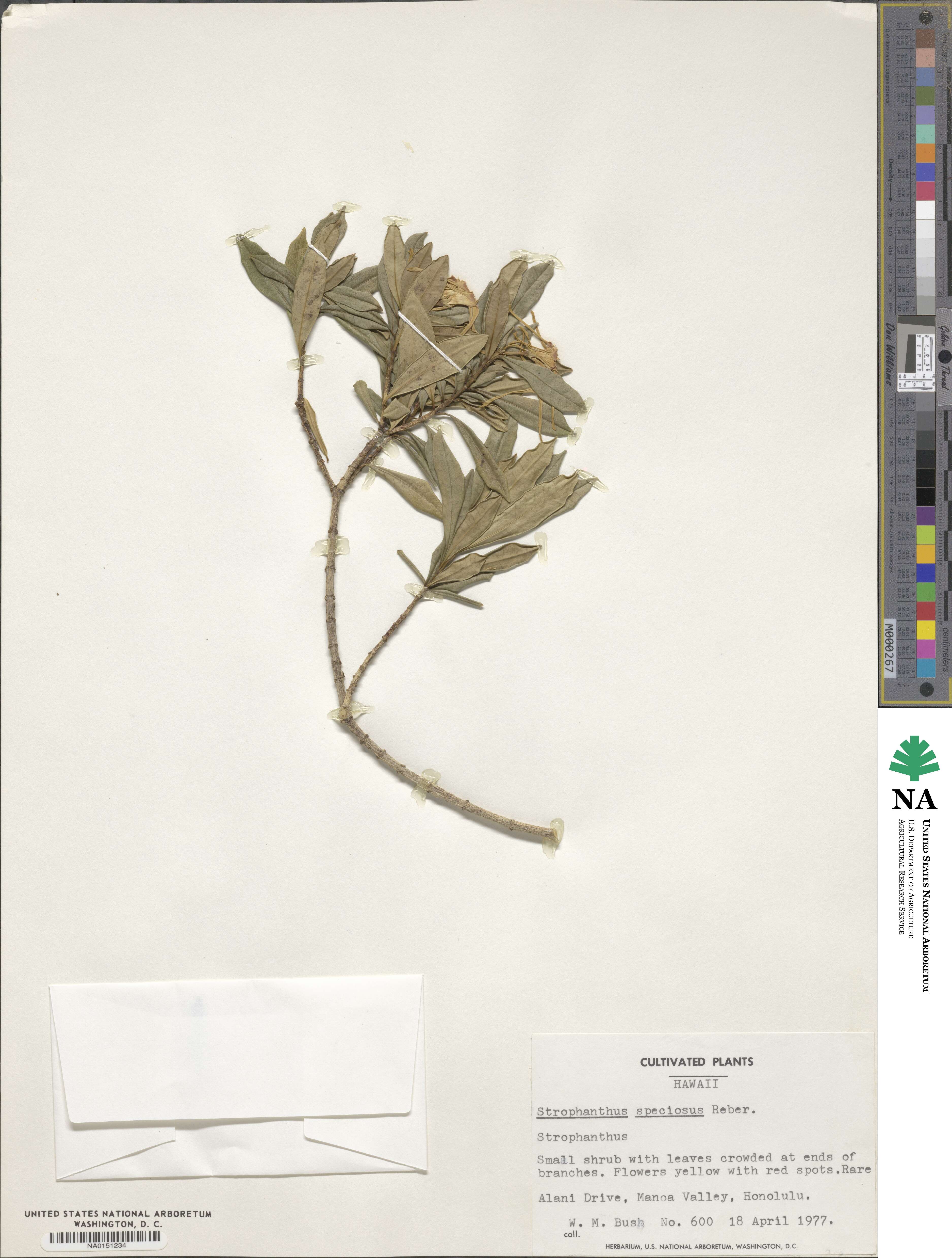 Strophanthus speciosus image