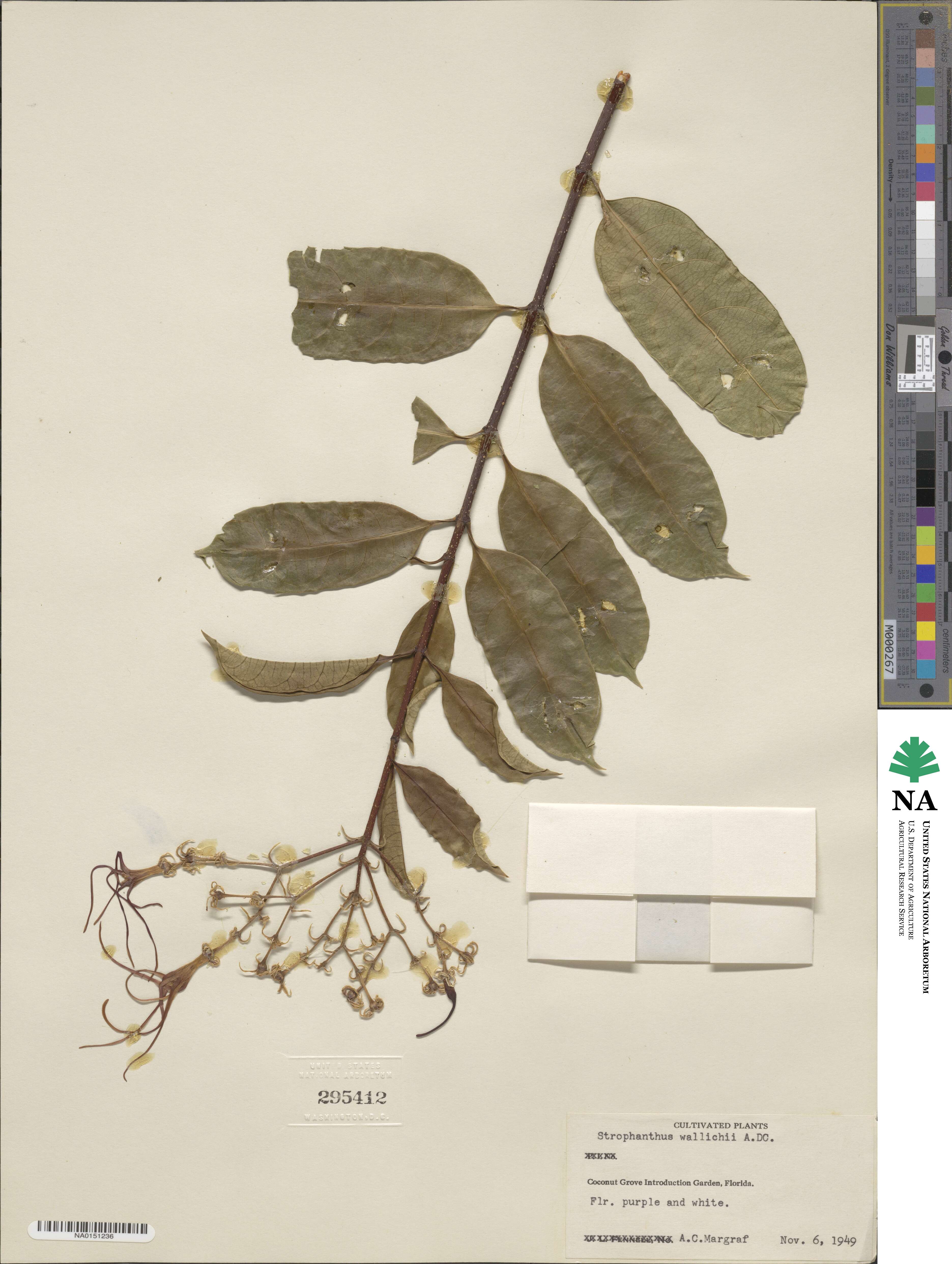 Strophanthus wallichii image