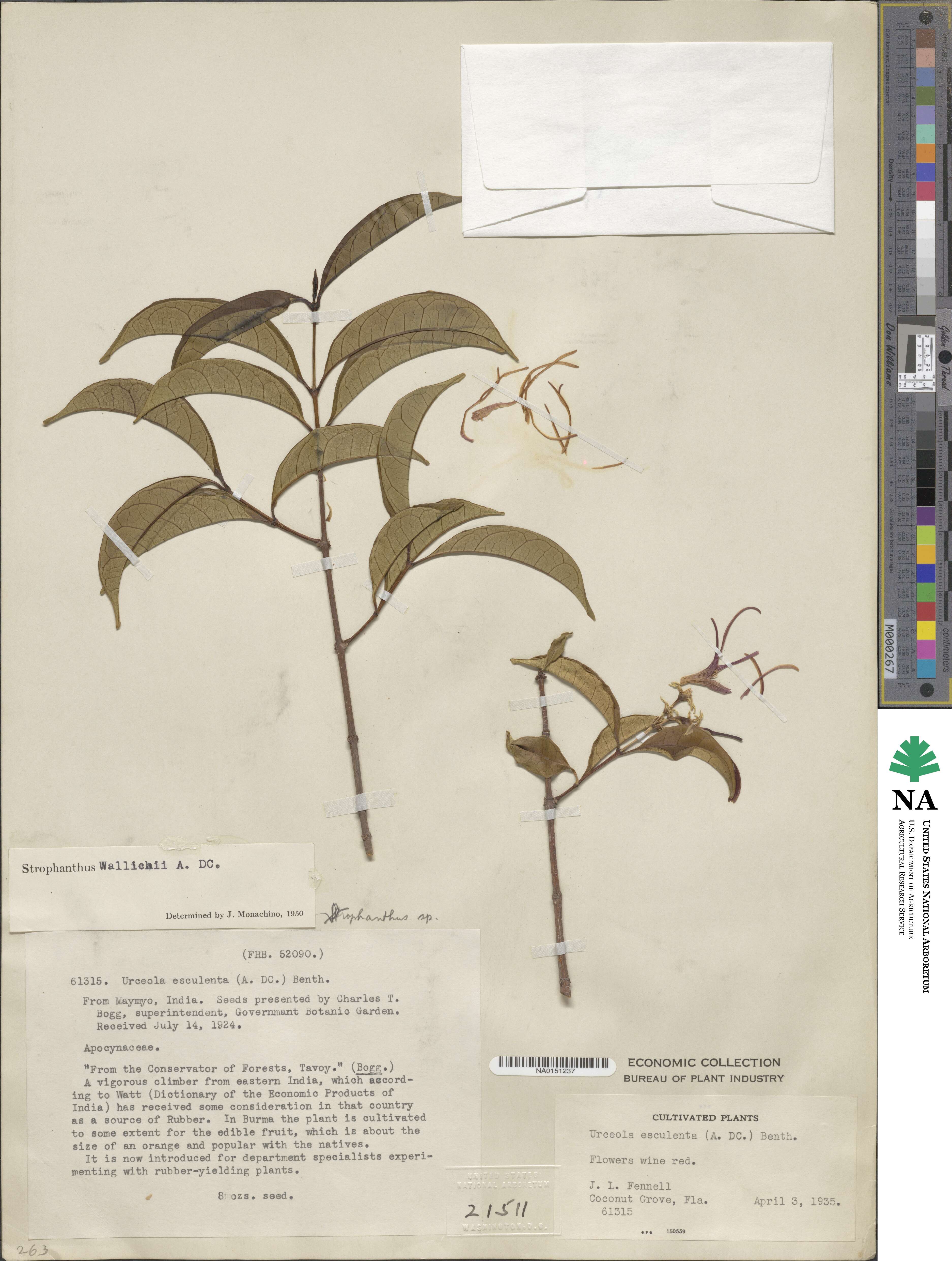 Strophanthus wallichii image