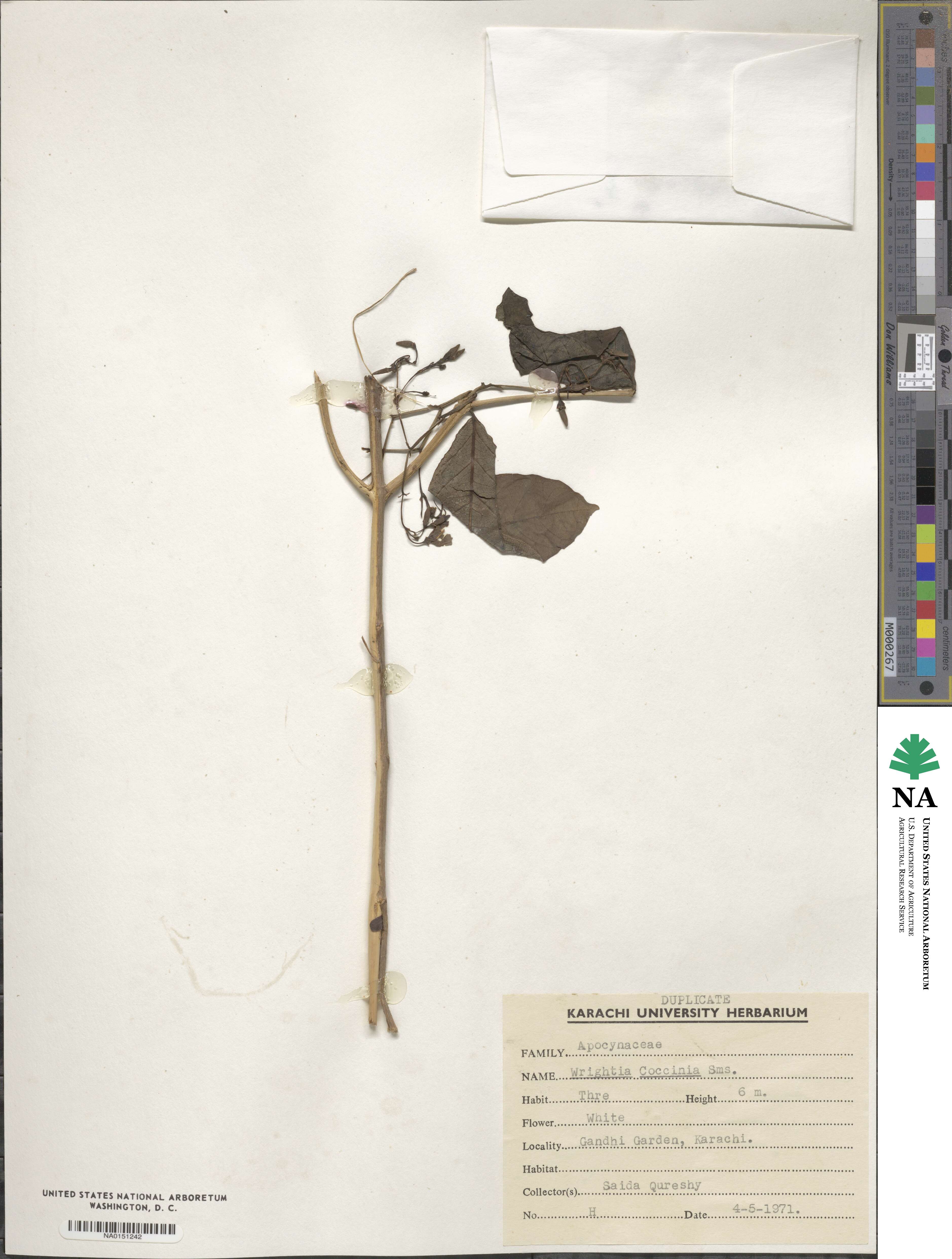 Wrightia coccinea image