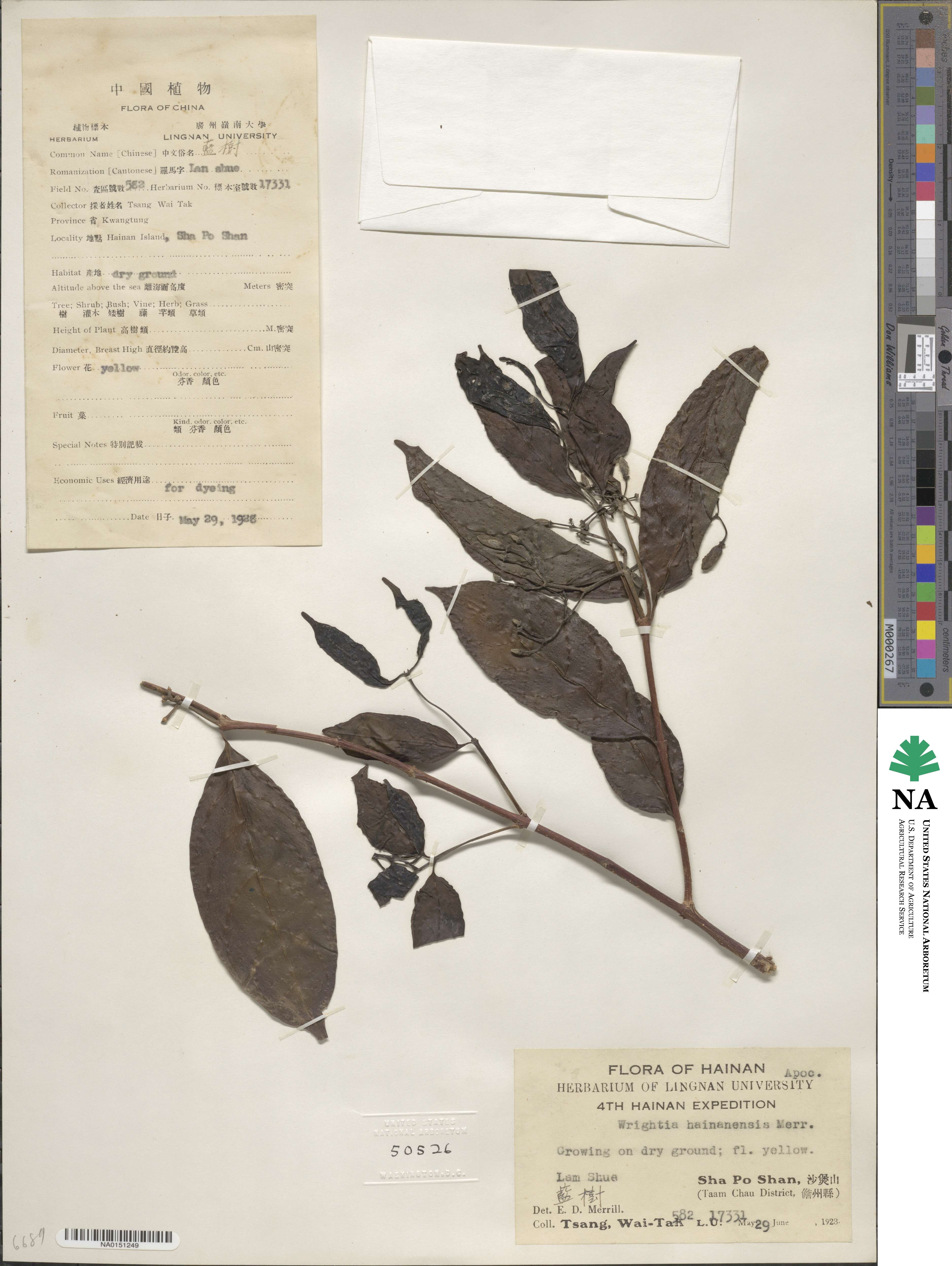 Wrightia laevis subsp. laevis image