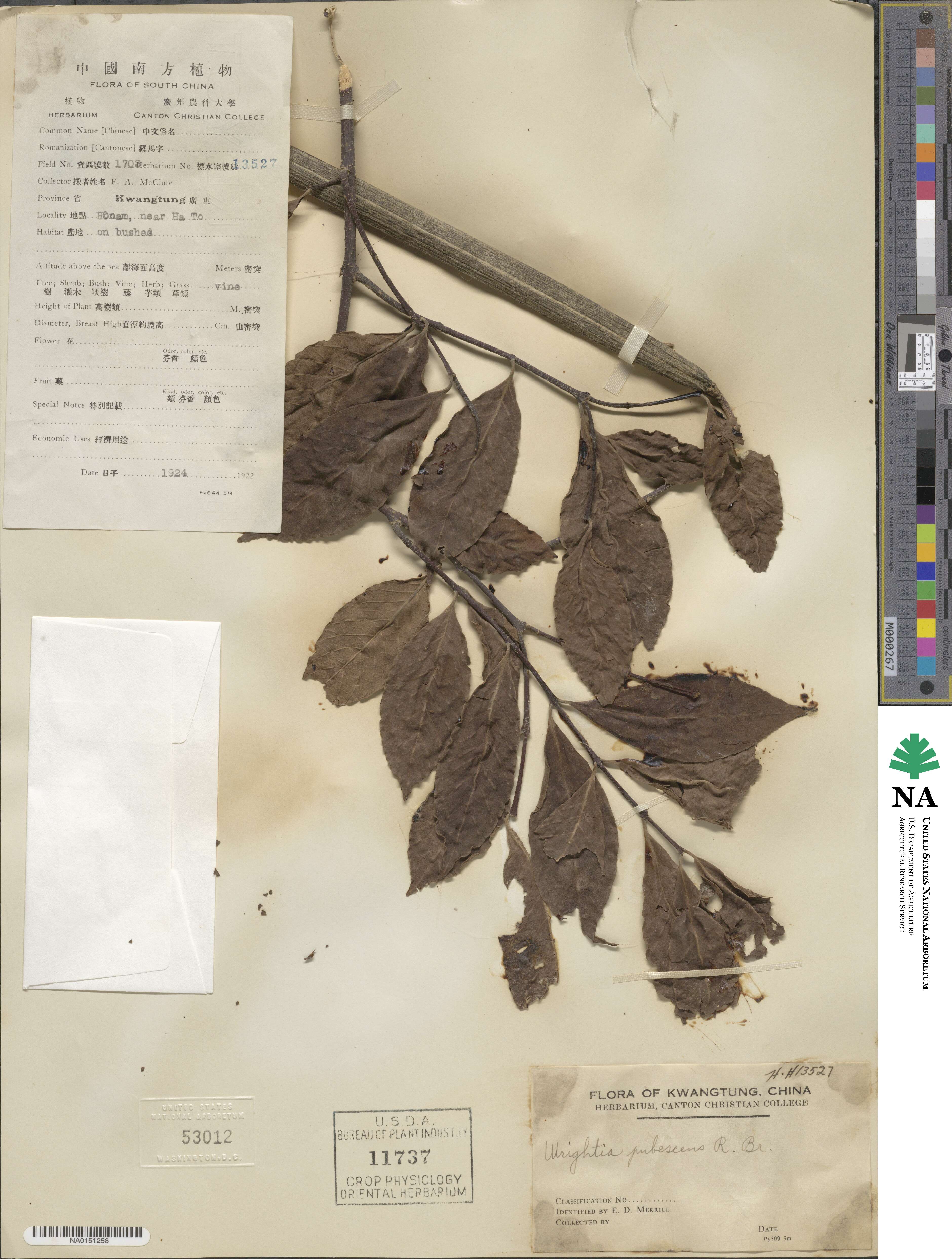 Wrightia pubescens image