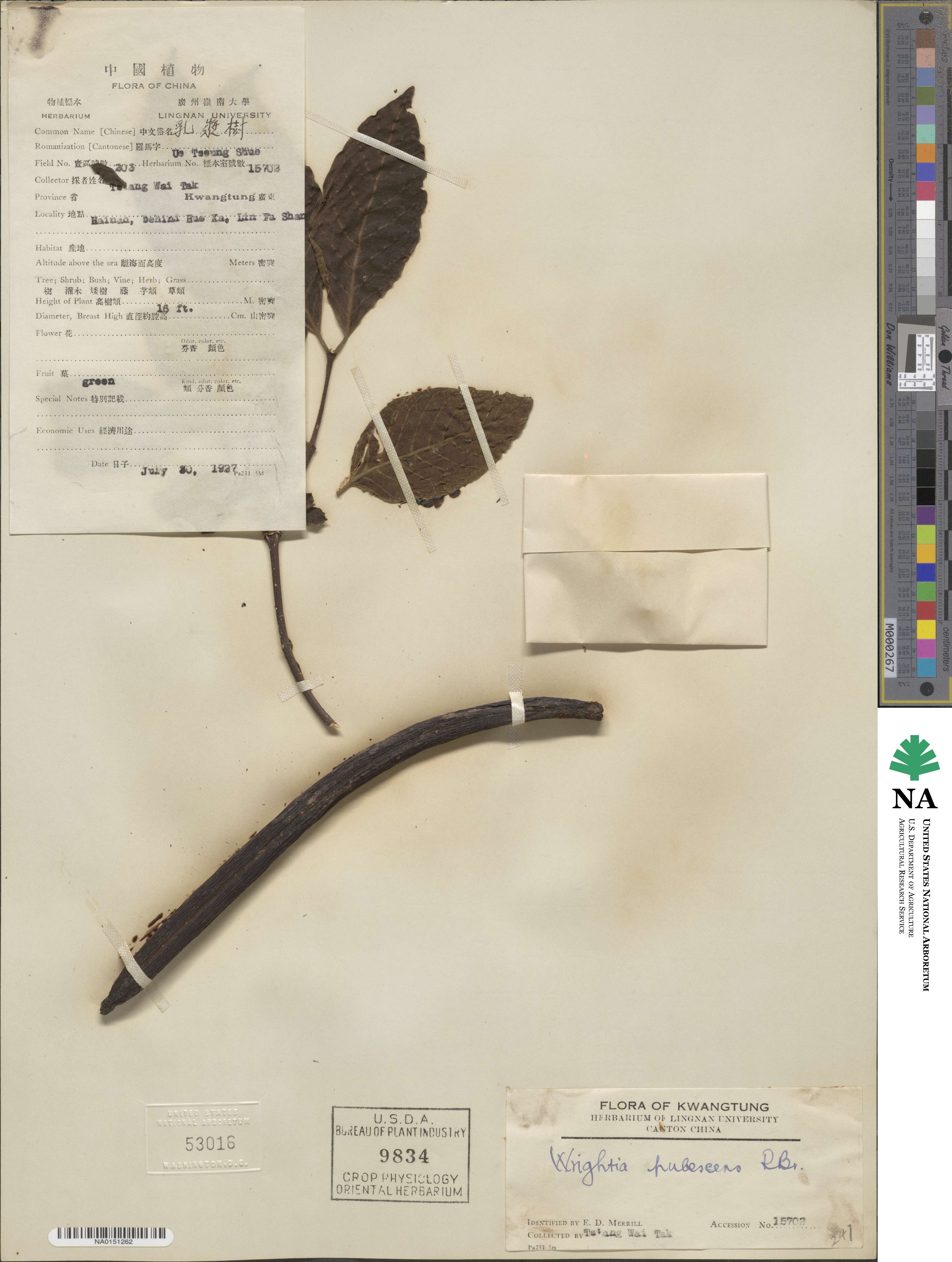 Wrightia pubescens image