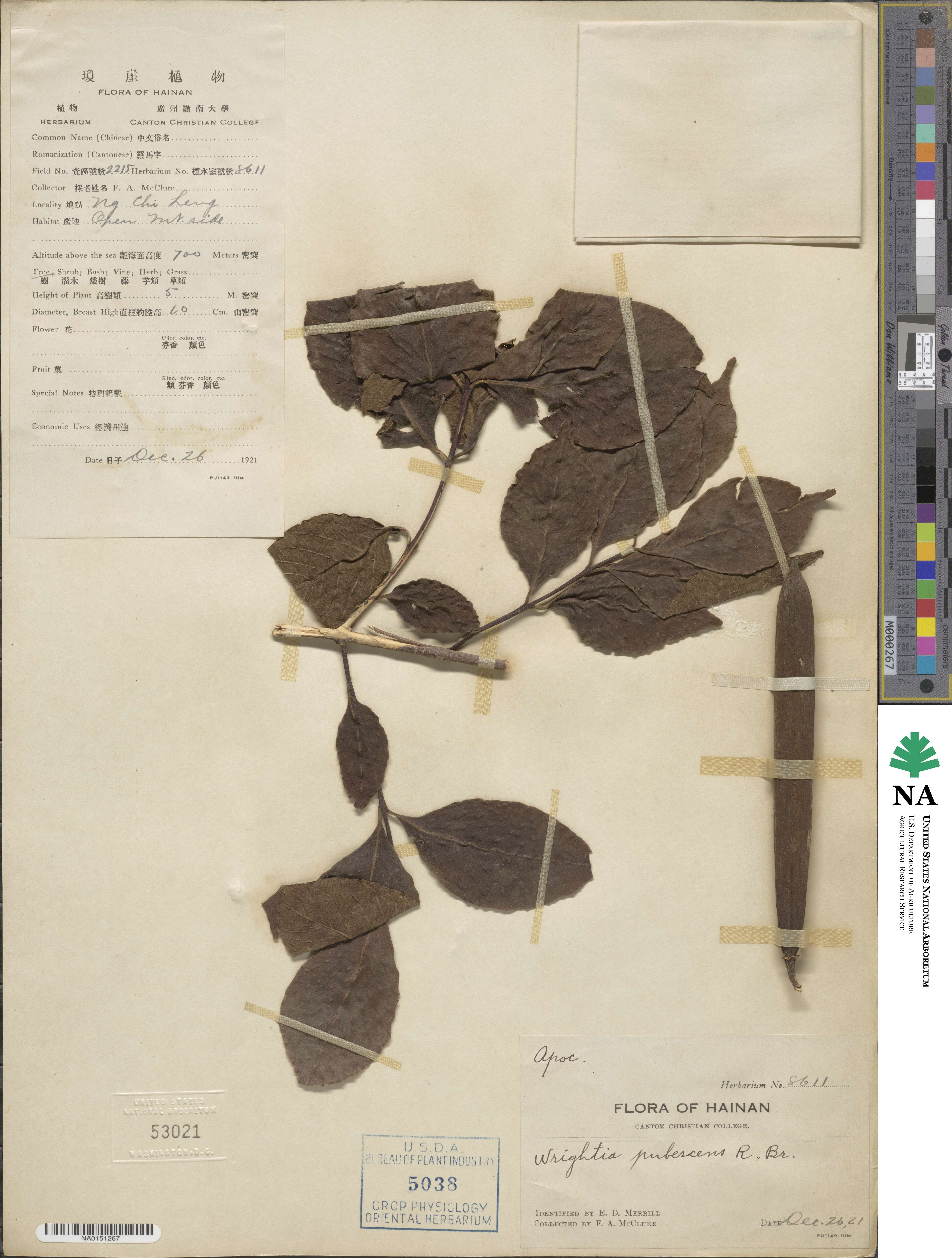 Wrightia pubescens image