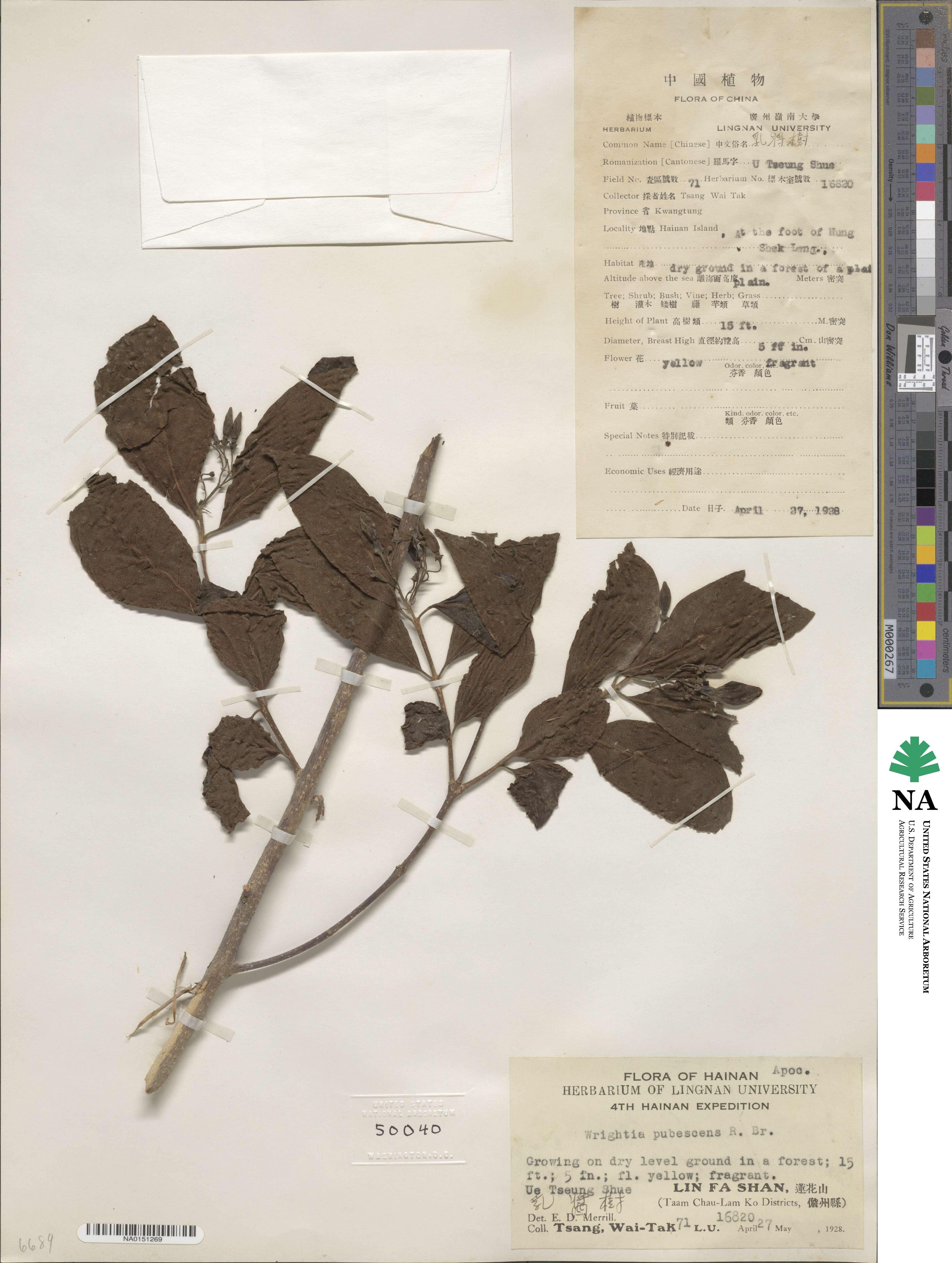 Wrightia pubescens image