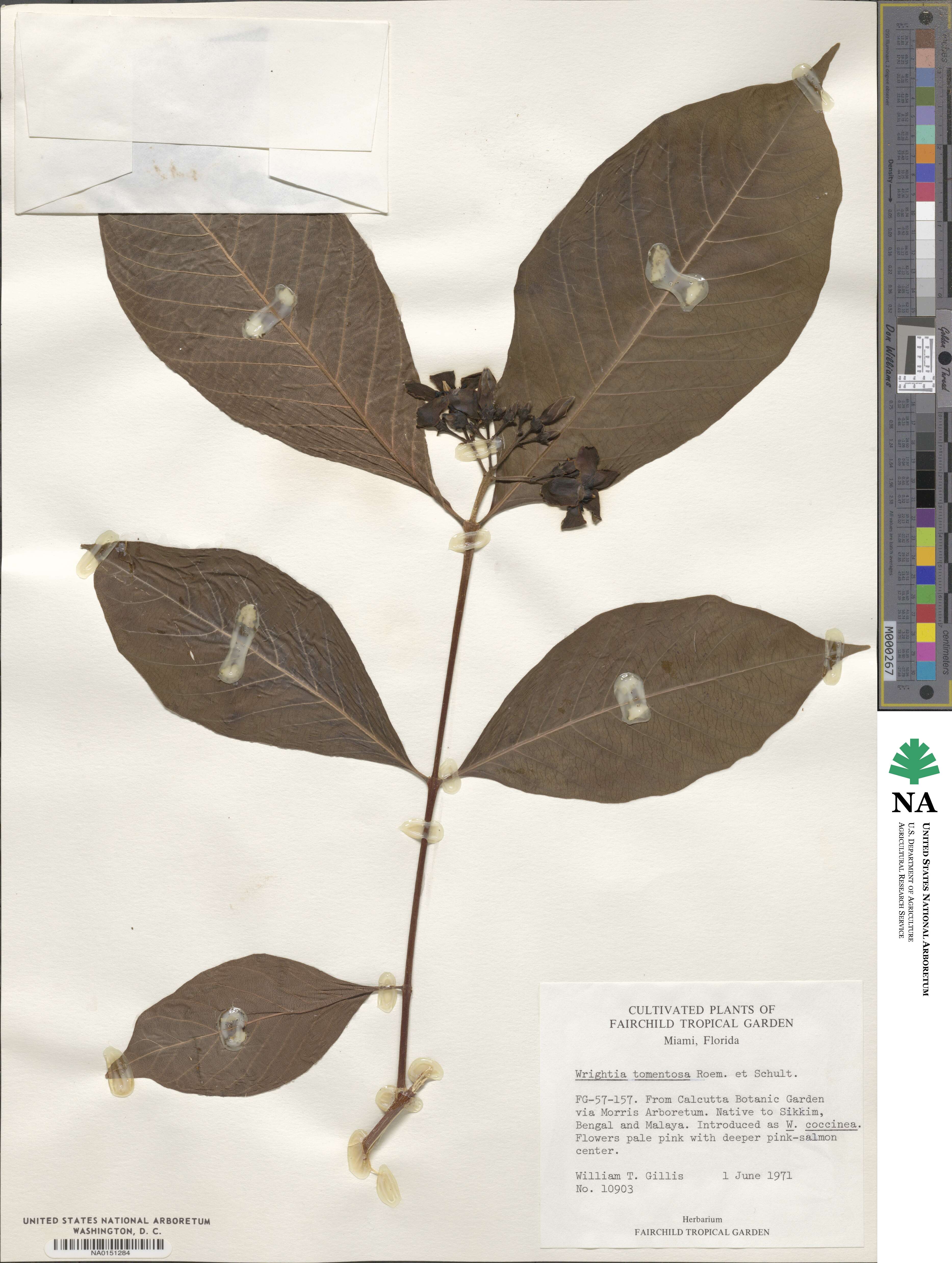 Wrightia arborea image