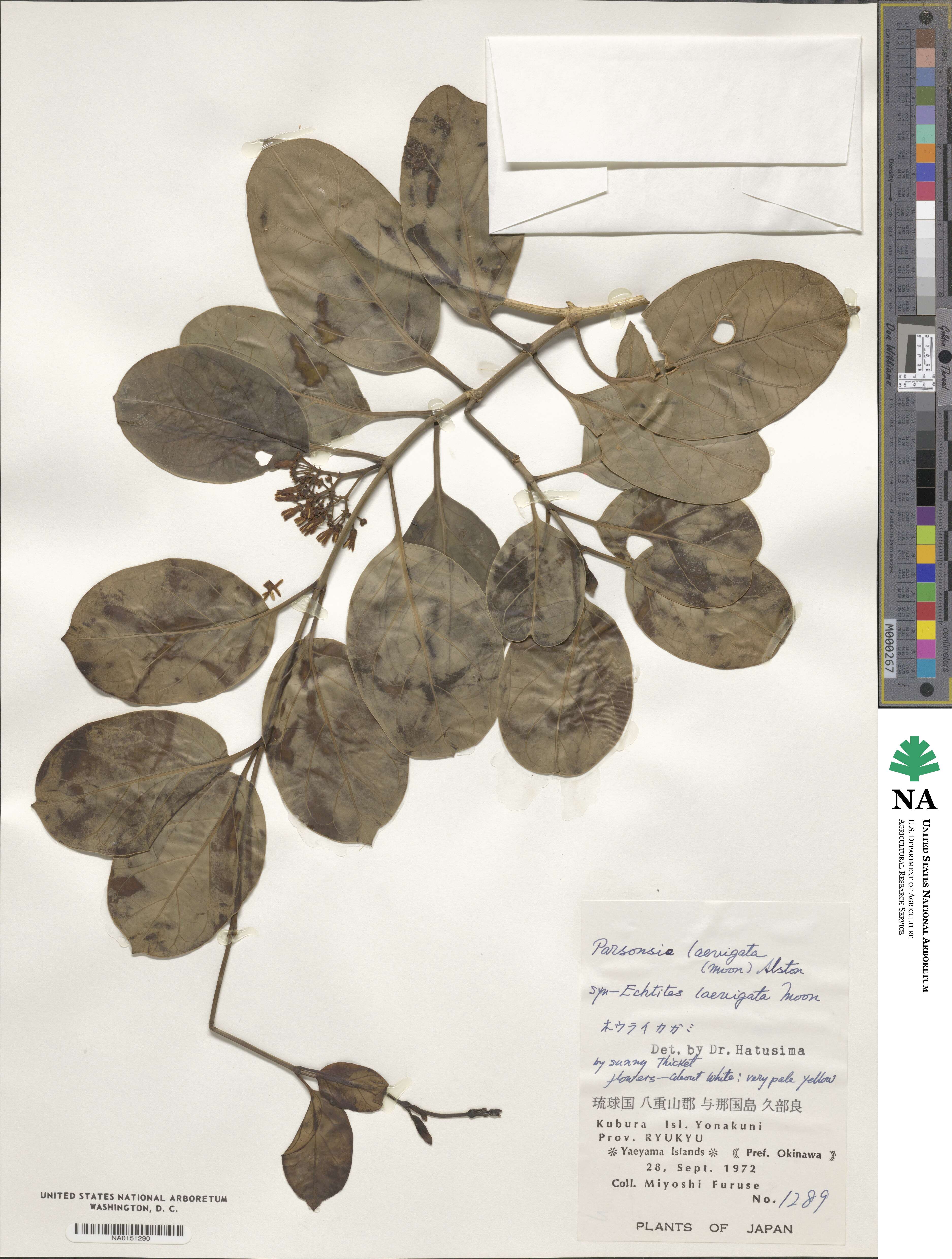 Parsonsia alboflavescens image