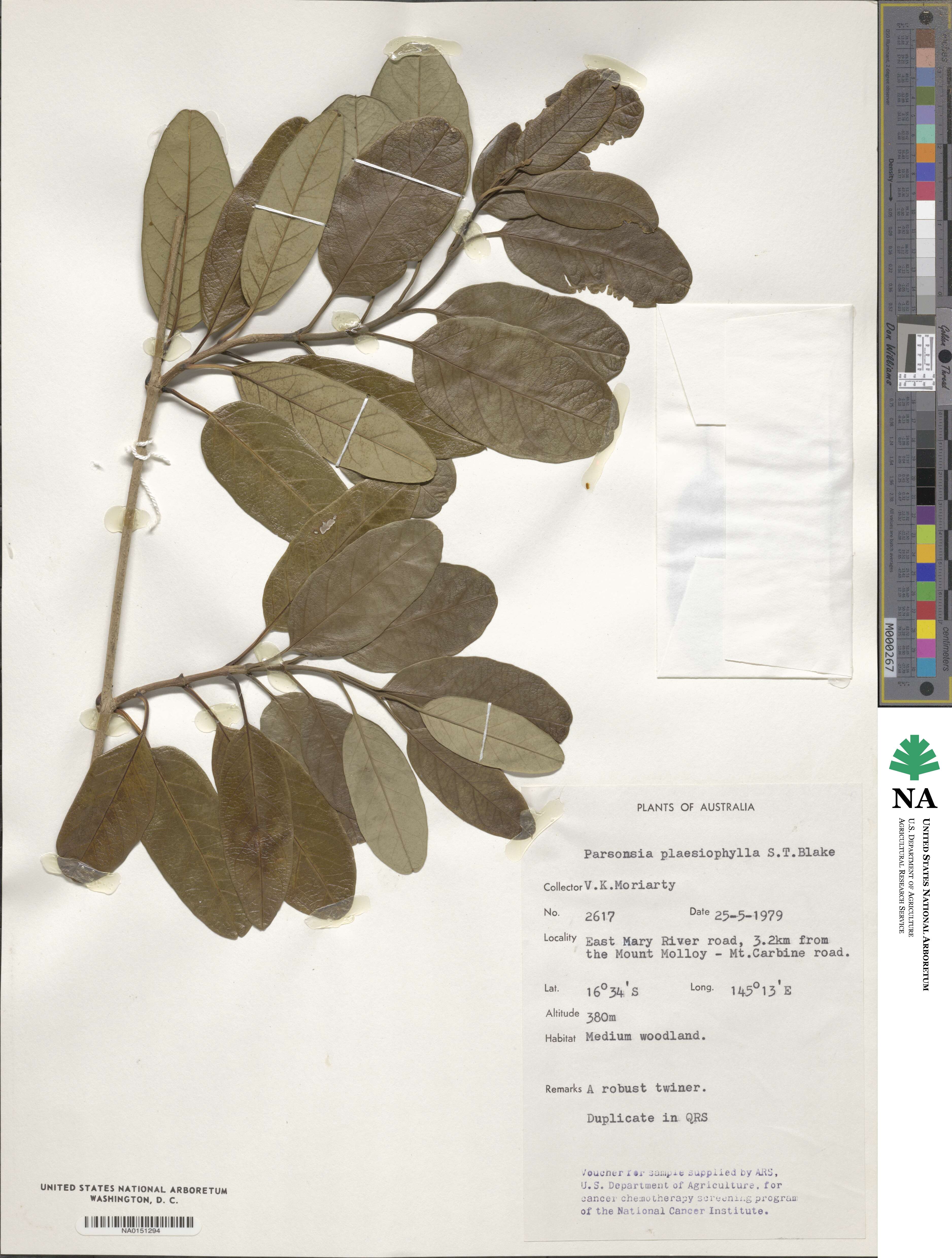 Parsonsia plaesiophylla image