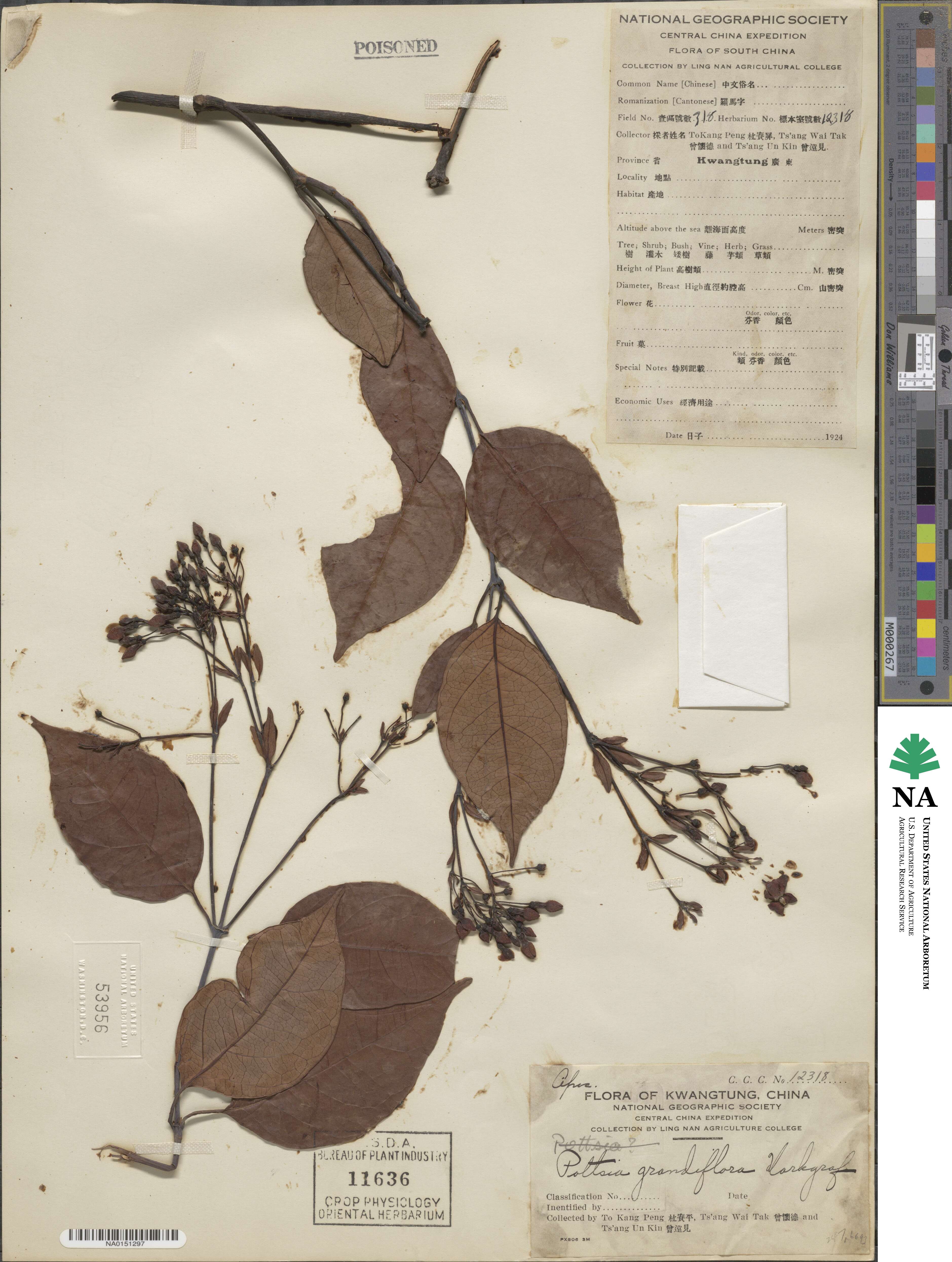 Pottsia grandiflora image