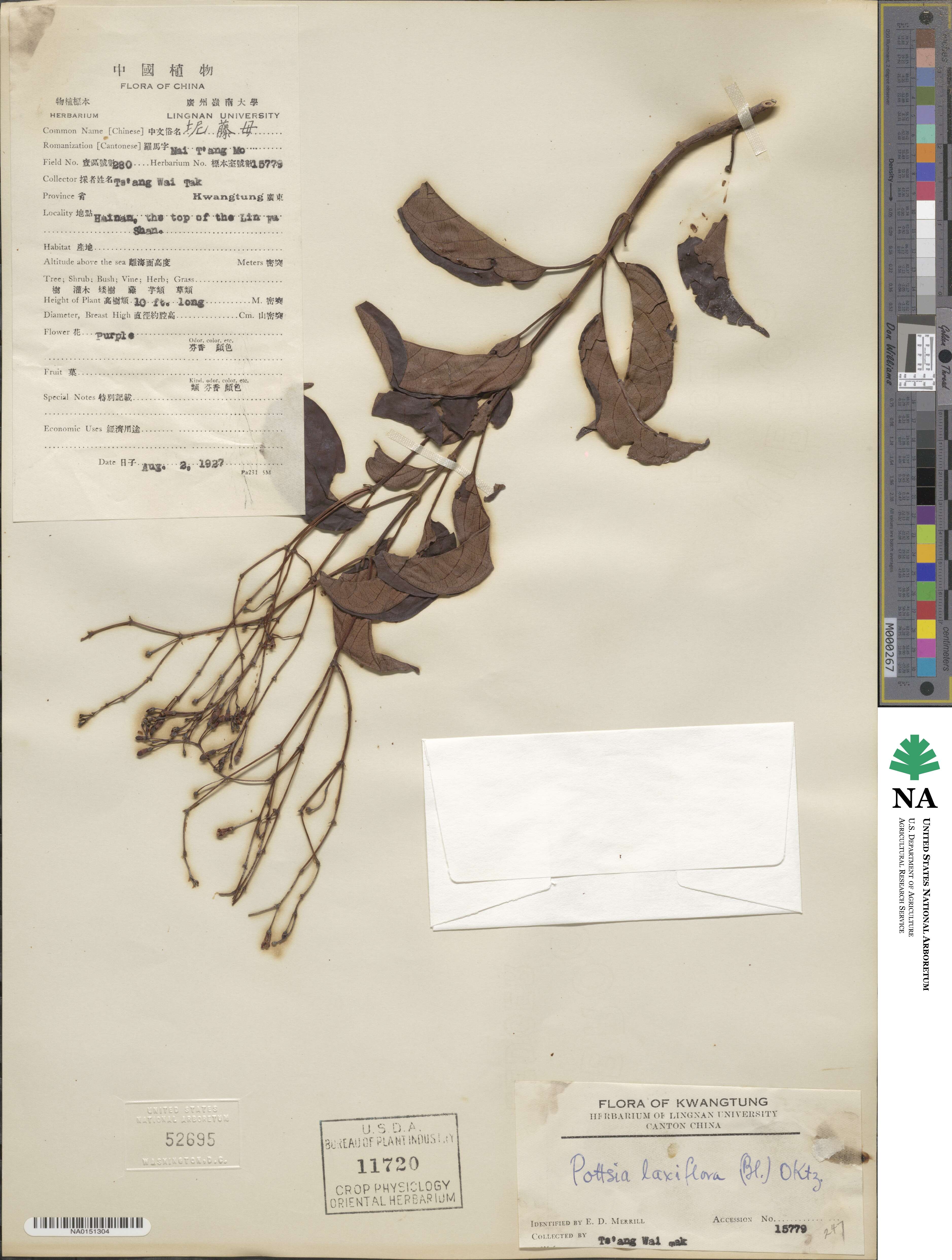 Pottsia laxiflora image