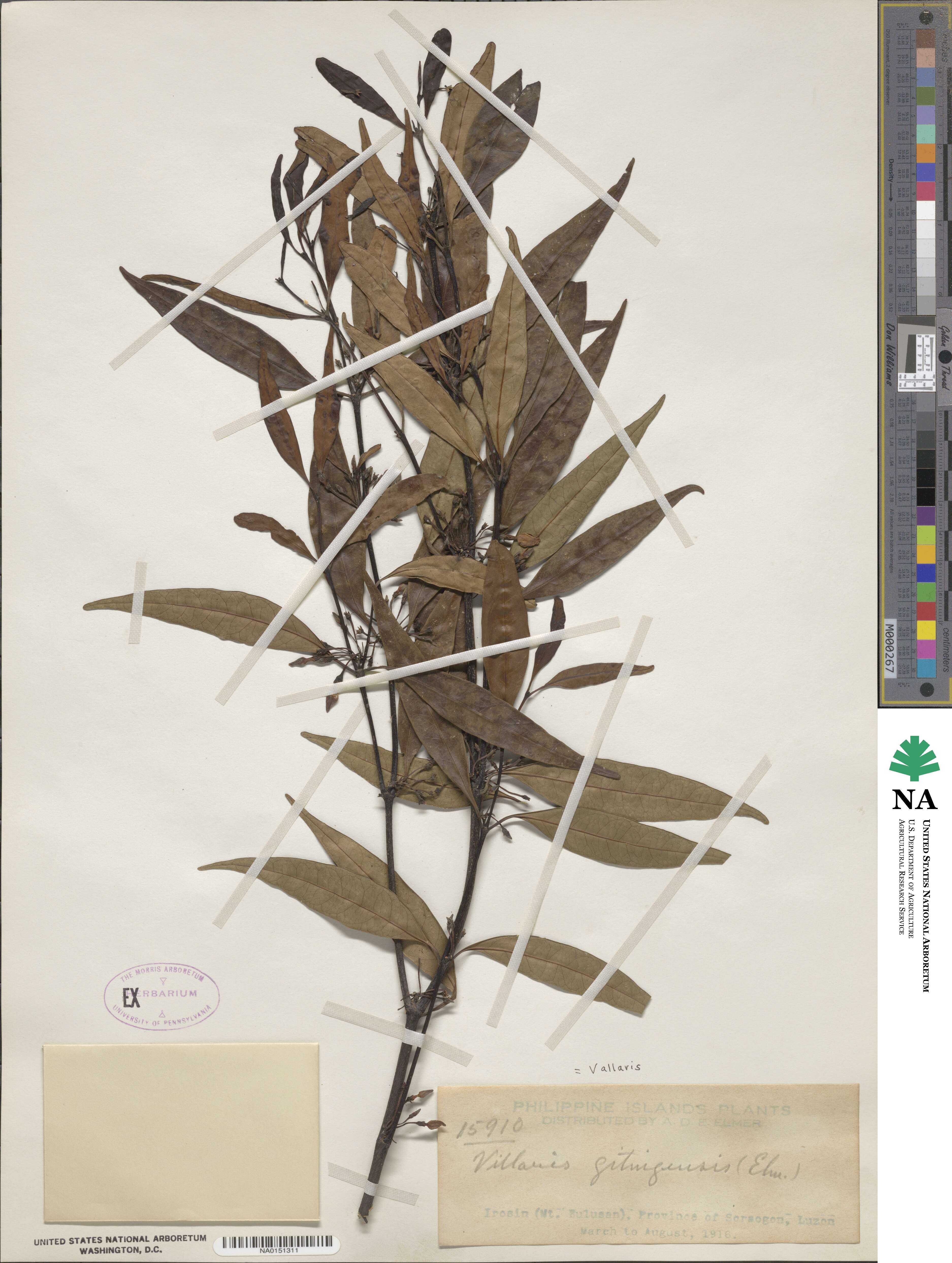 Kibatalia gitingensis image