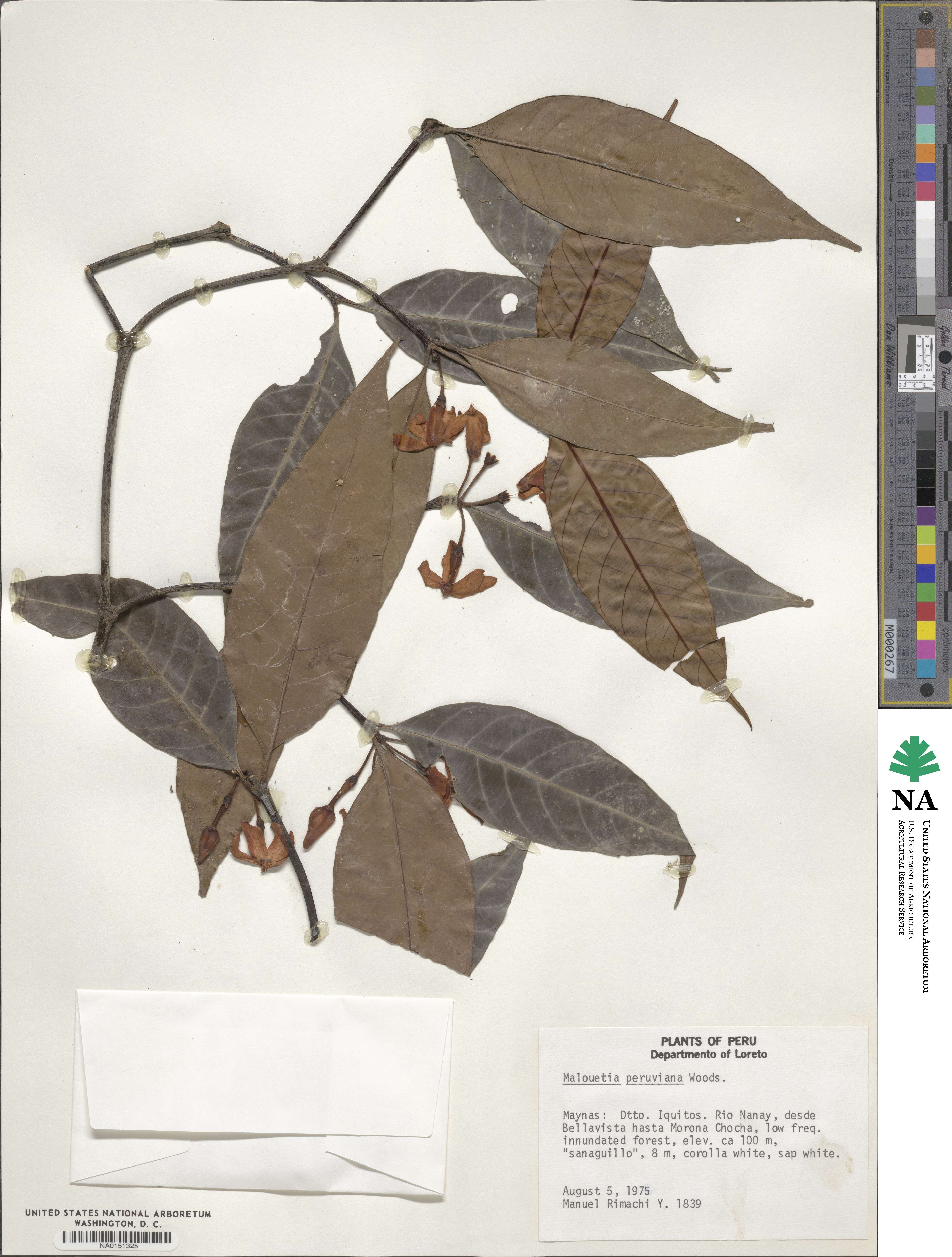 Malouetia tamaquarina image