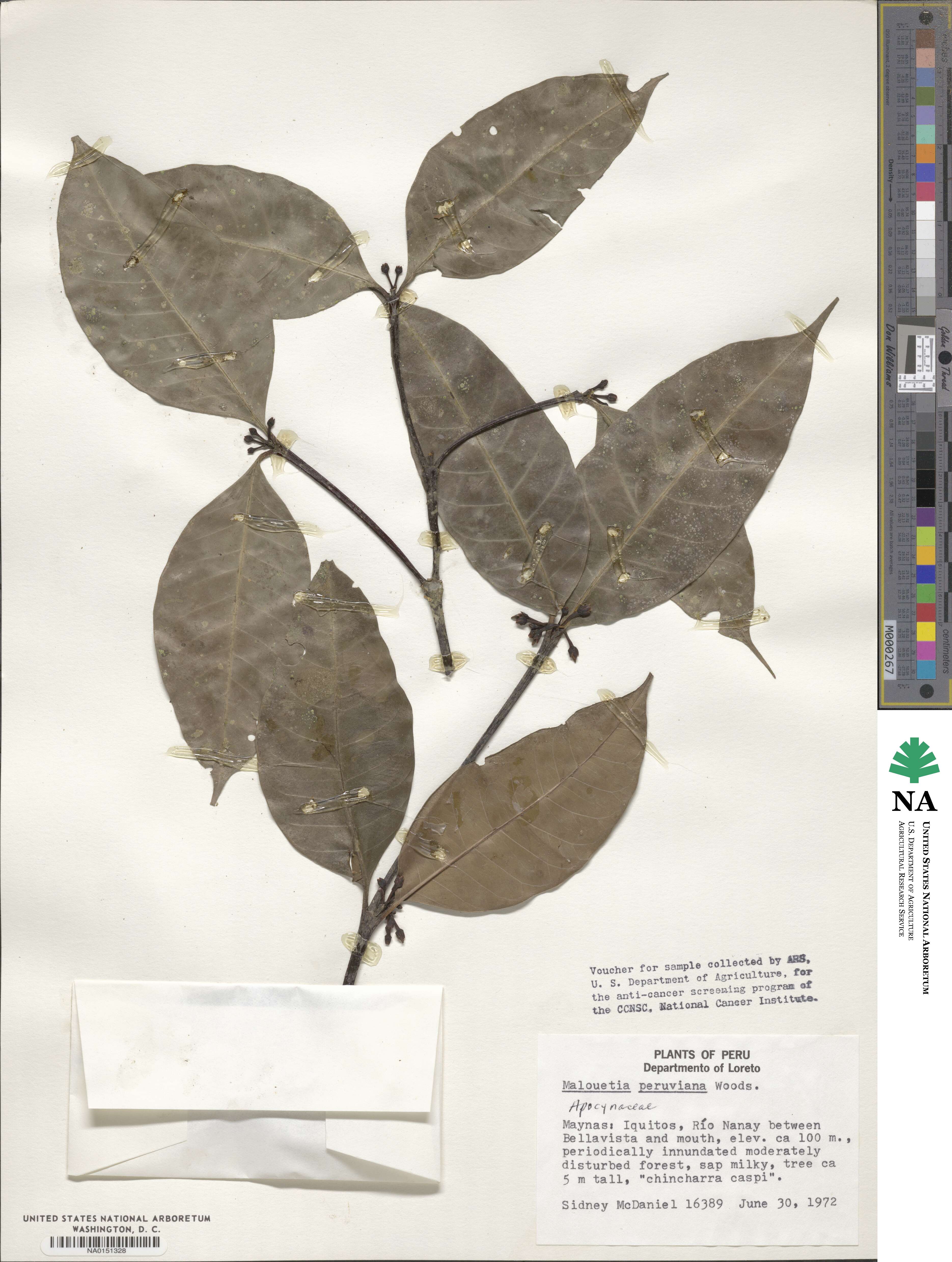 Malouetia tamaquarina image