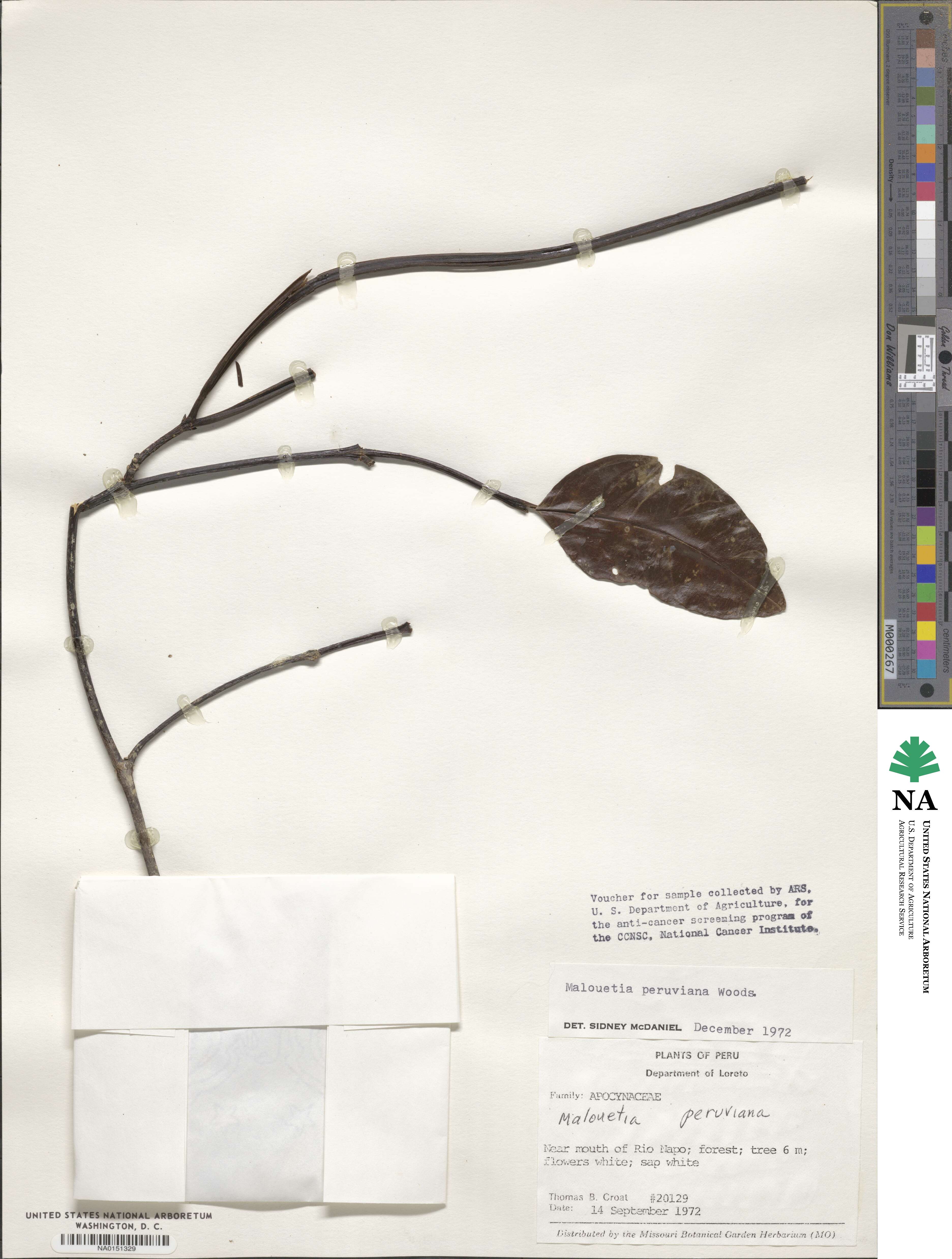 Malouetia image