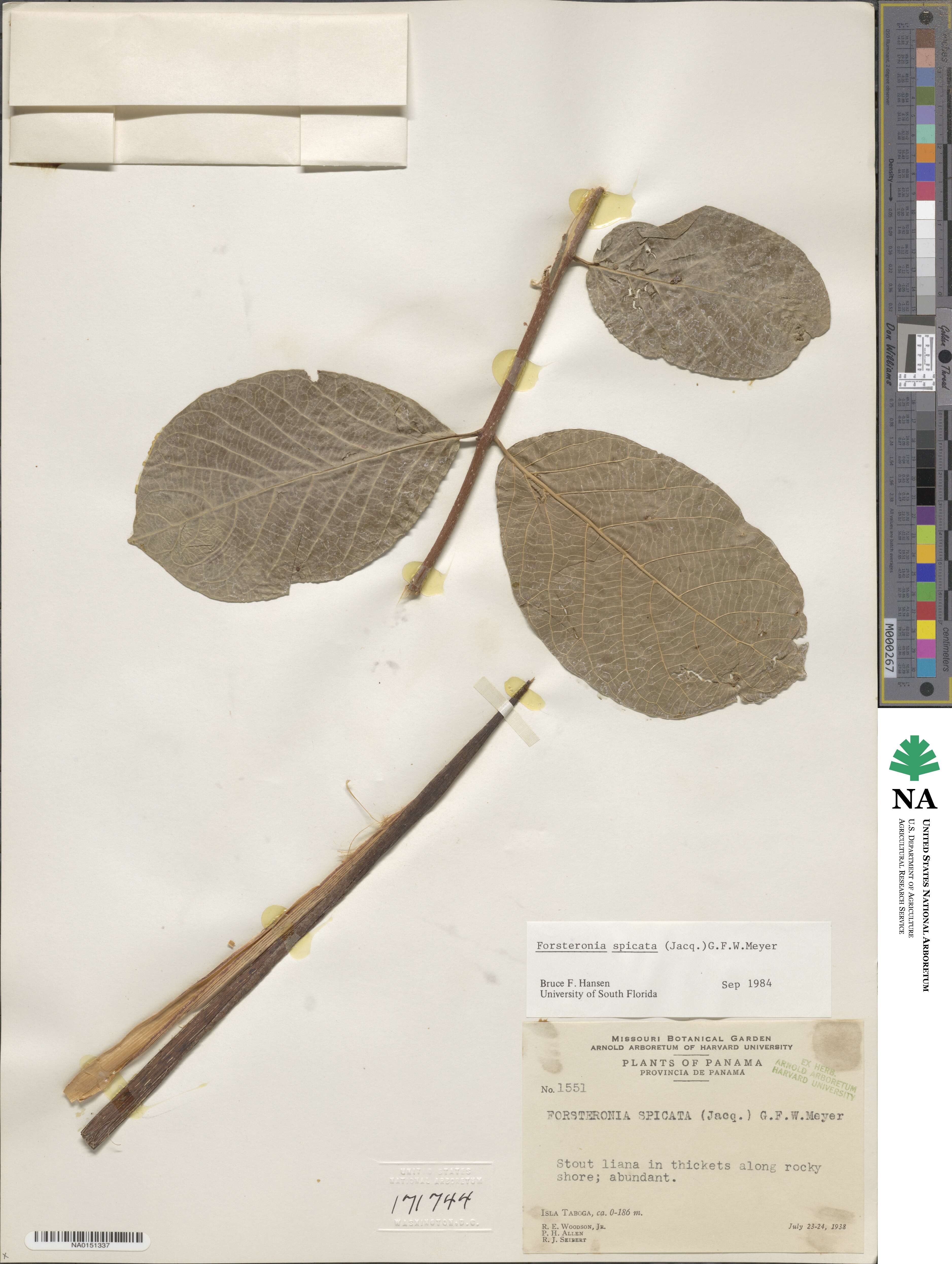 Forsteronia spicata image