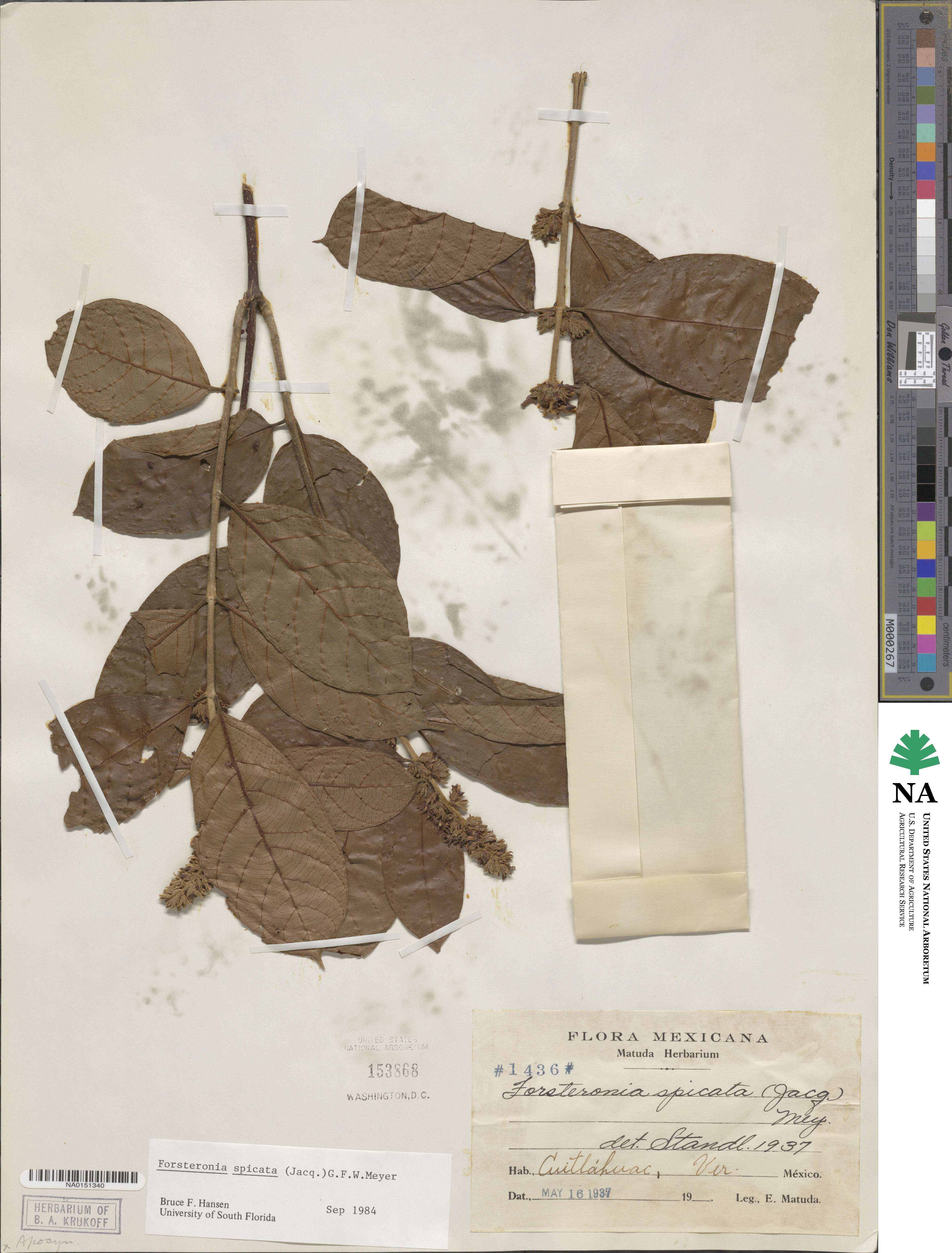 Forsteronia spicata image