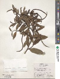 Image of Forsteronia floribunda