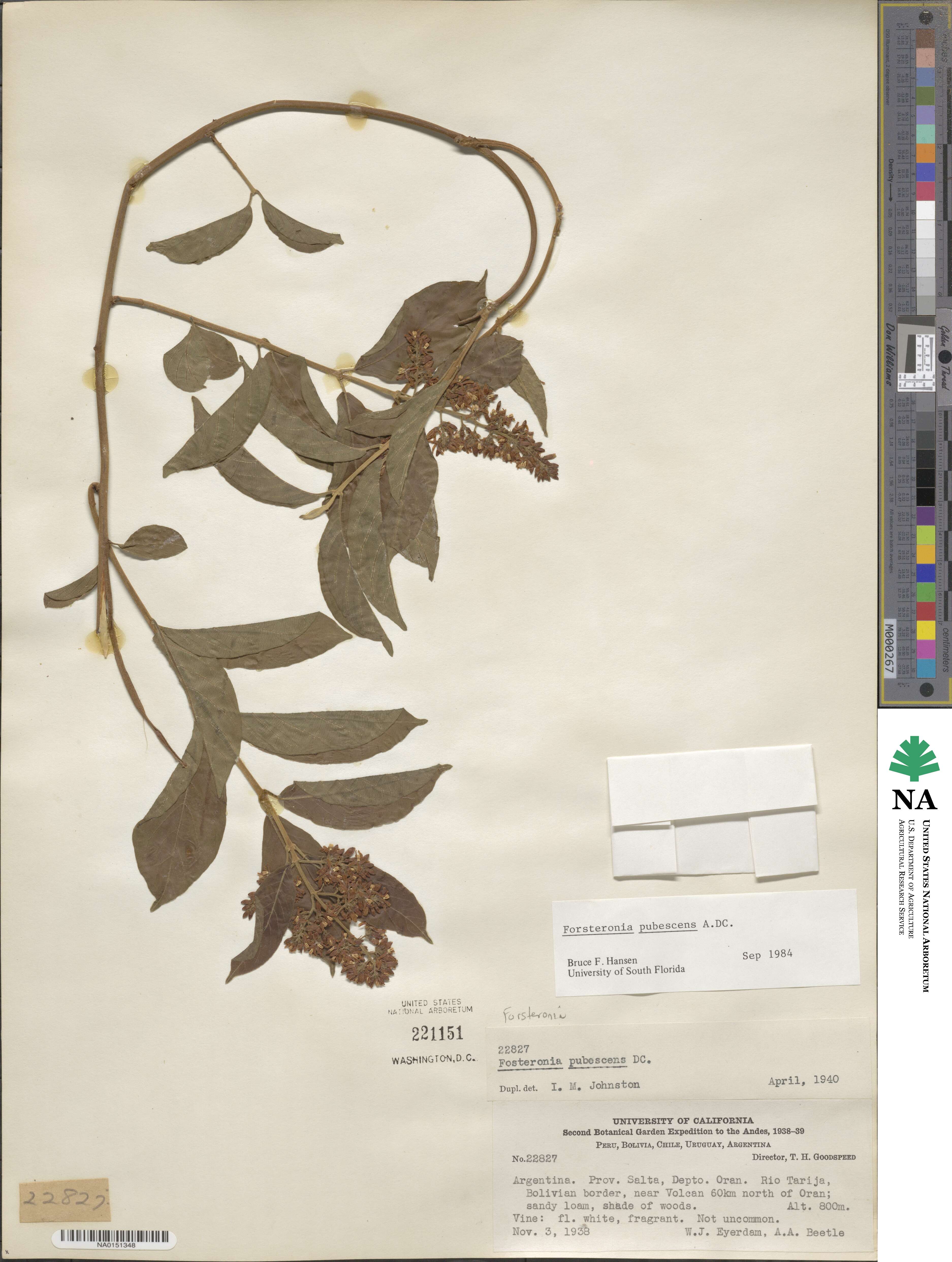 Forsteronia pubescens image