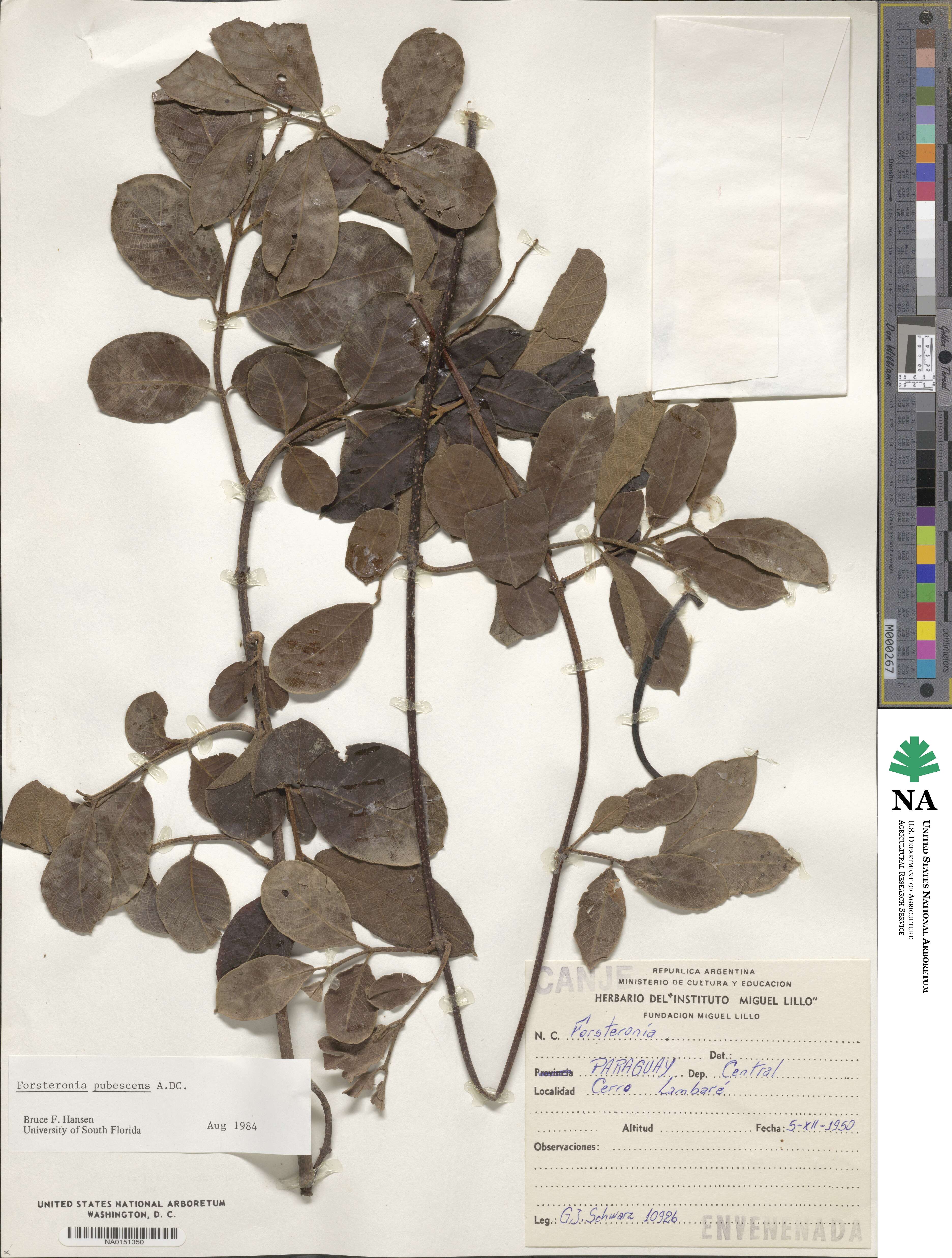 Forsteronia pubescens image