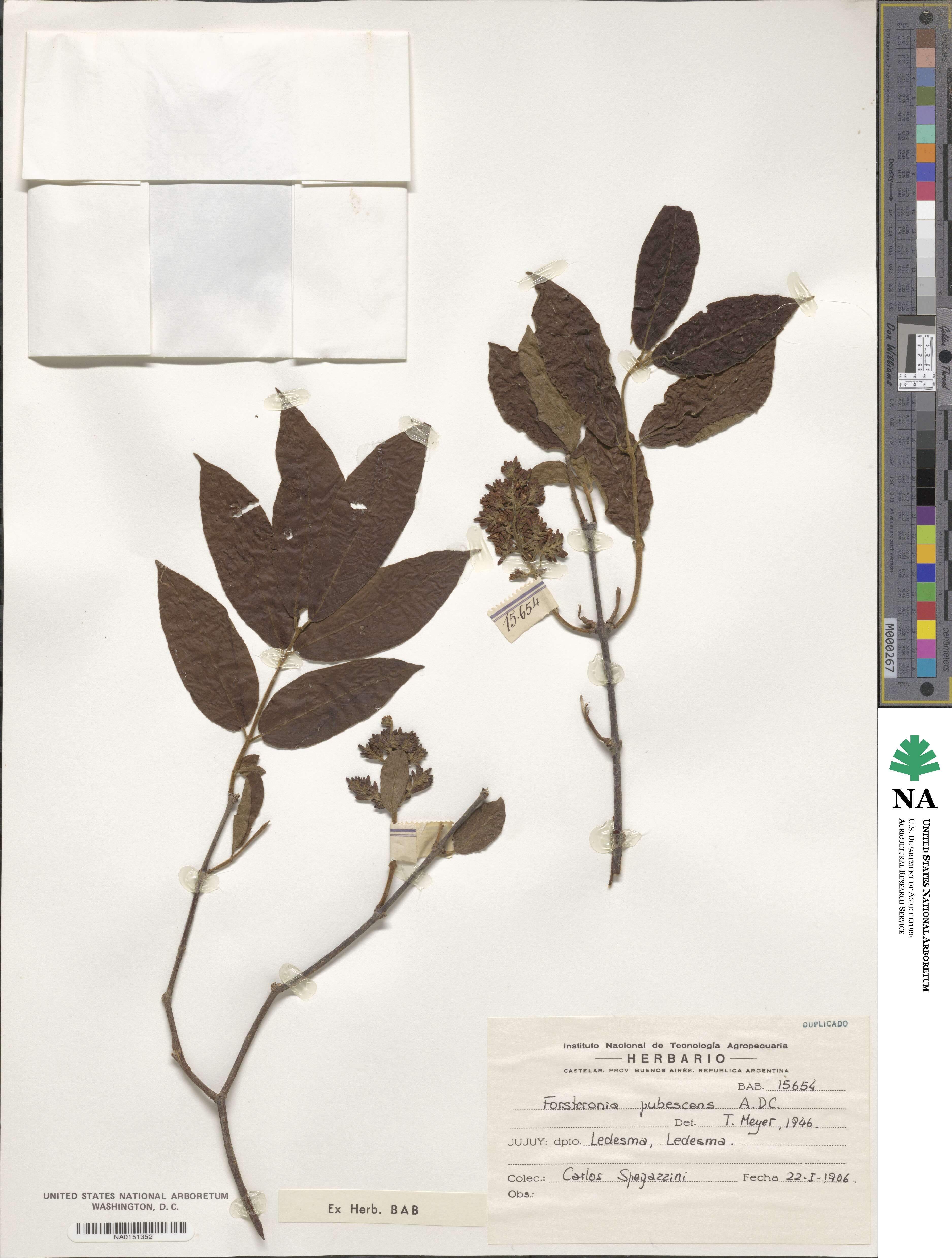 Forsteronia pubescens image