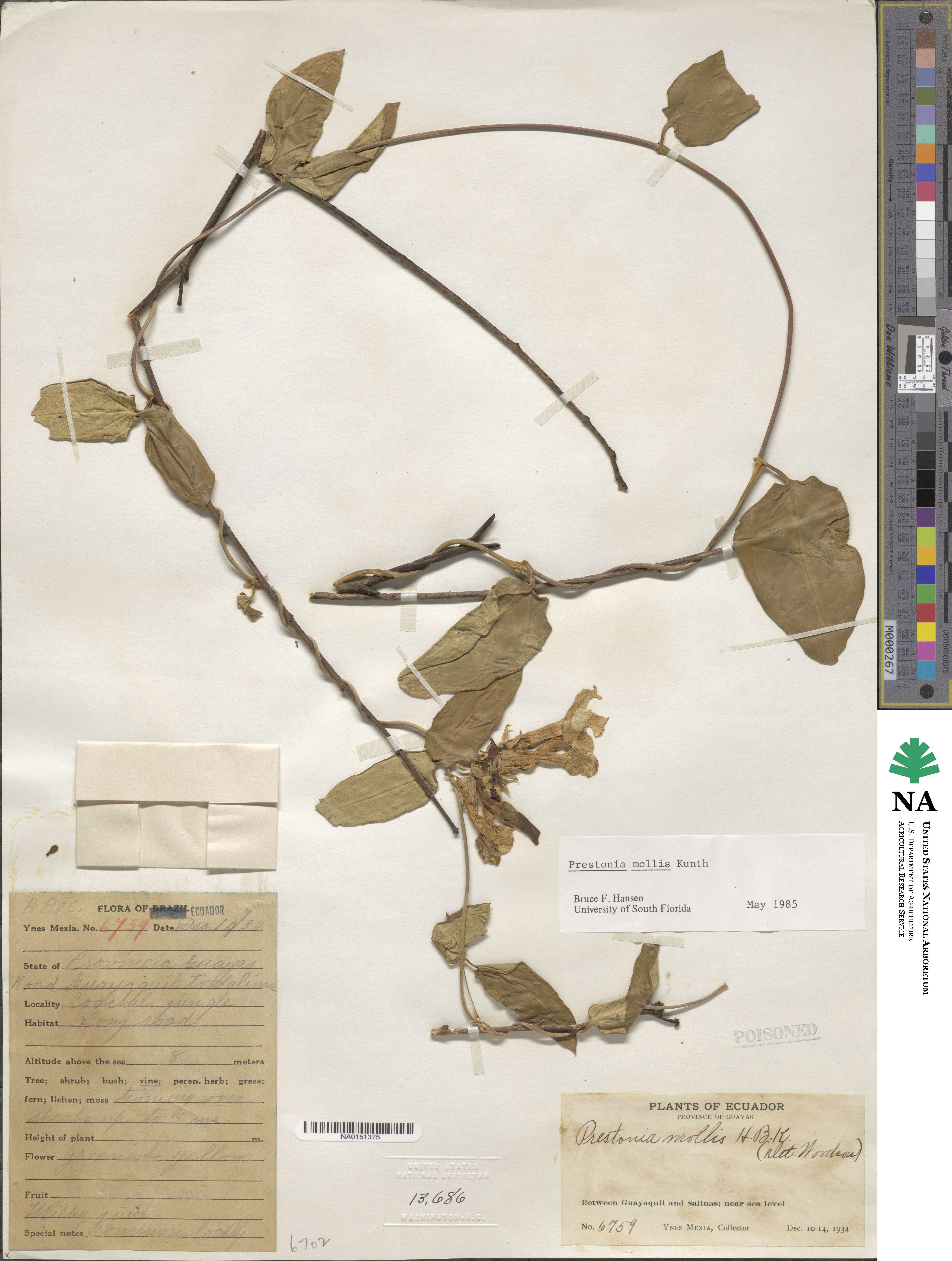 Prestonia image
