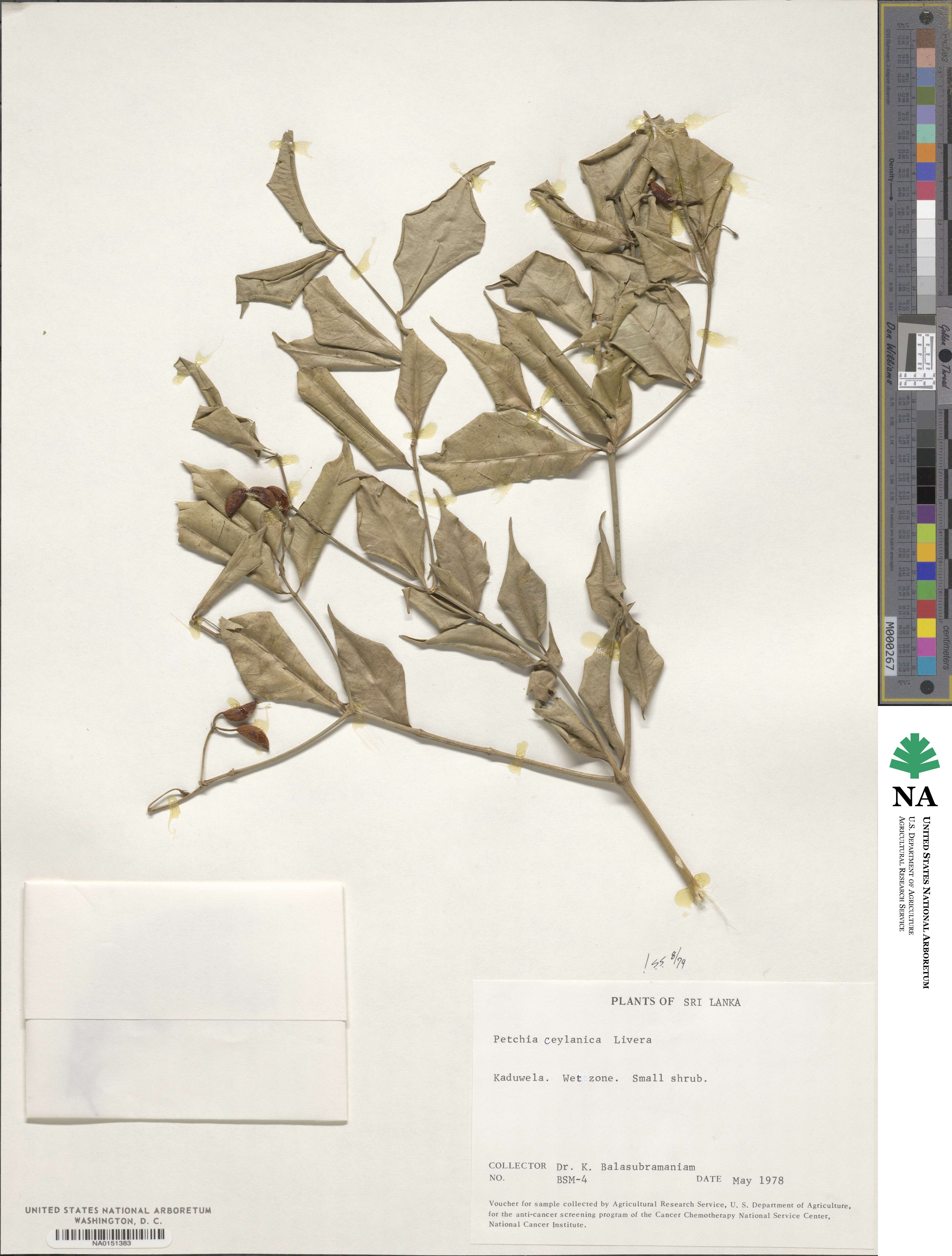 Petchia ceylanica image