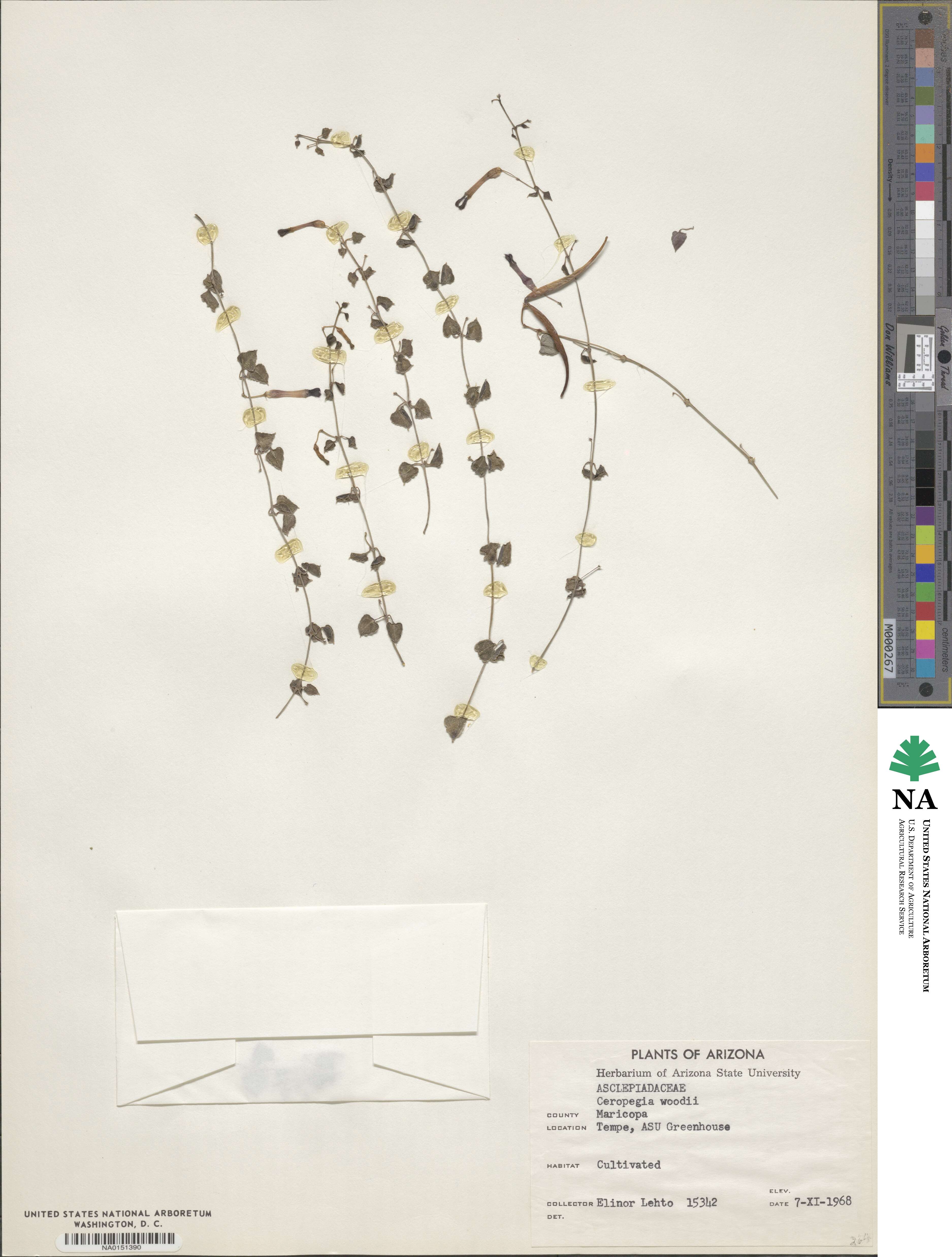 Ceropegia woodii image