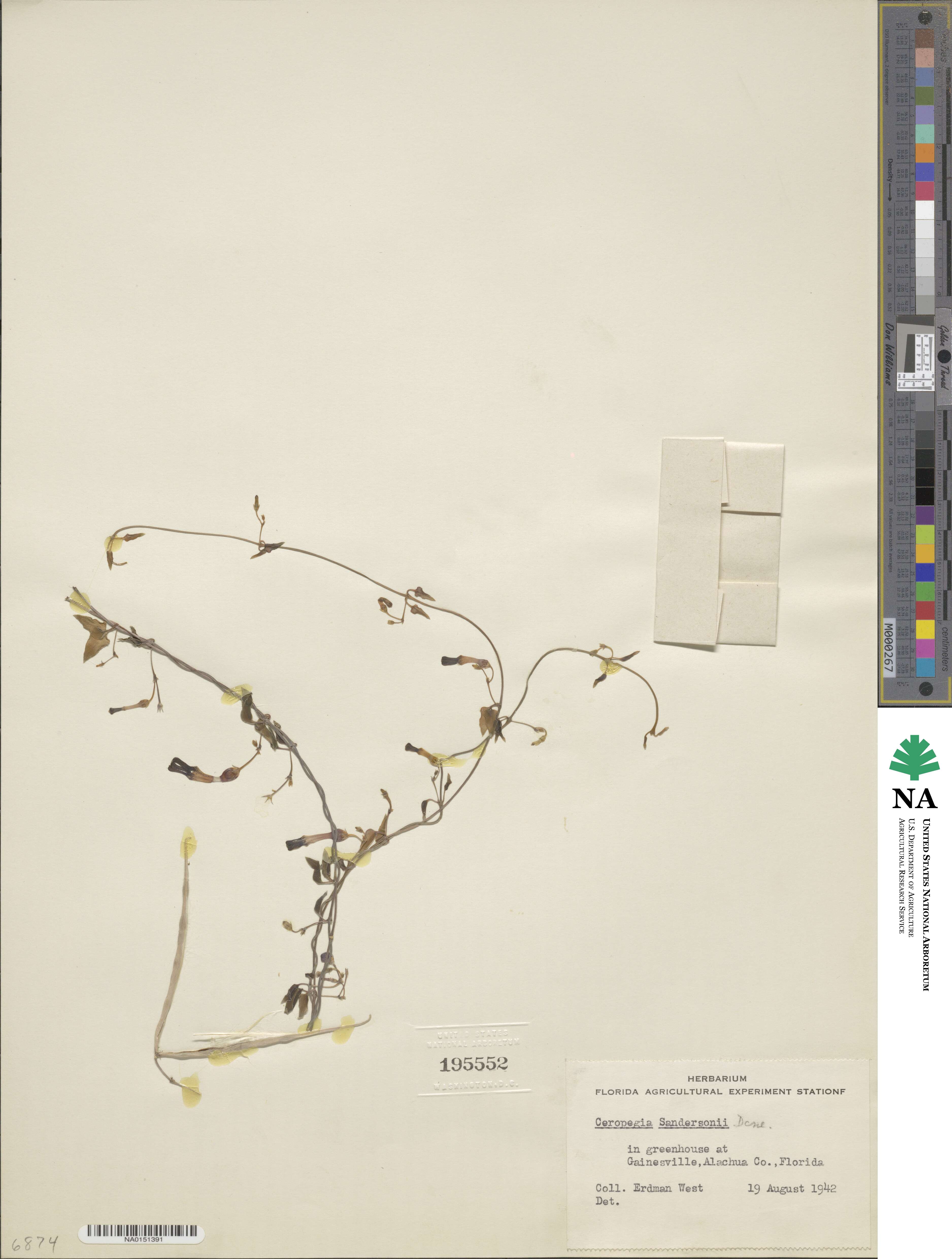 Ceropegia sandersonii image