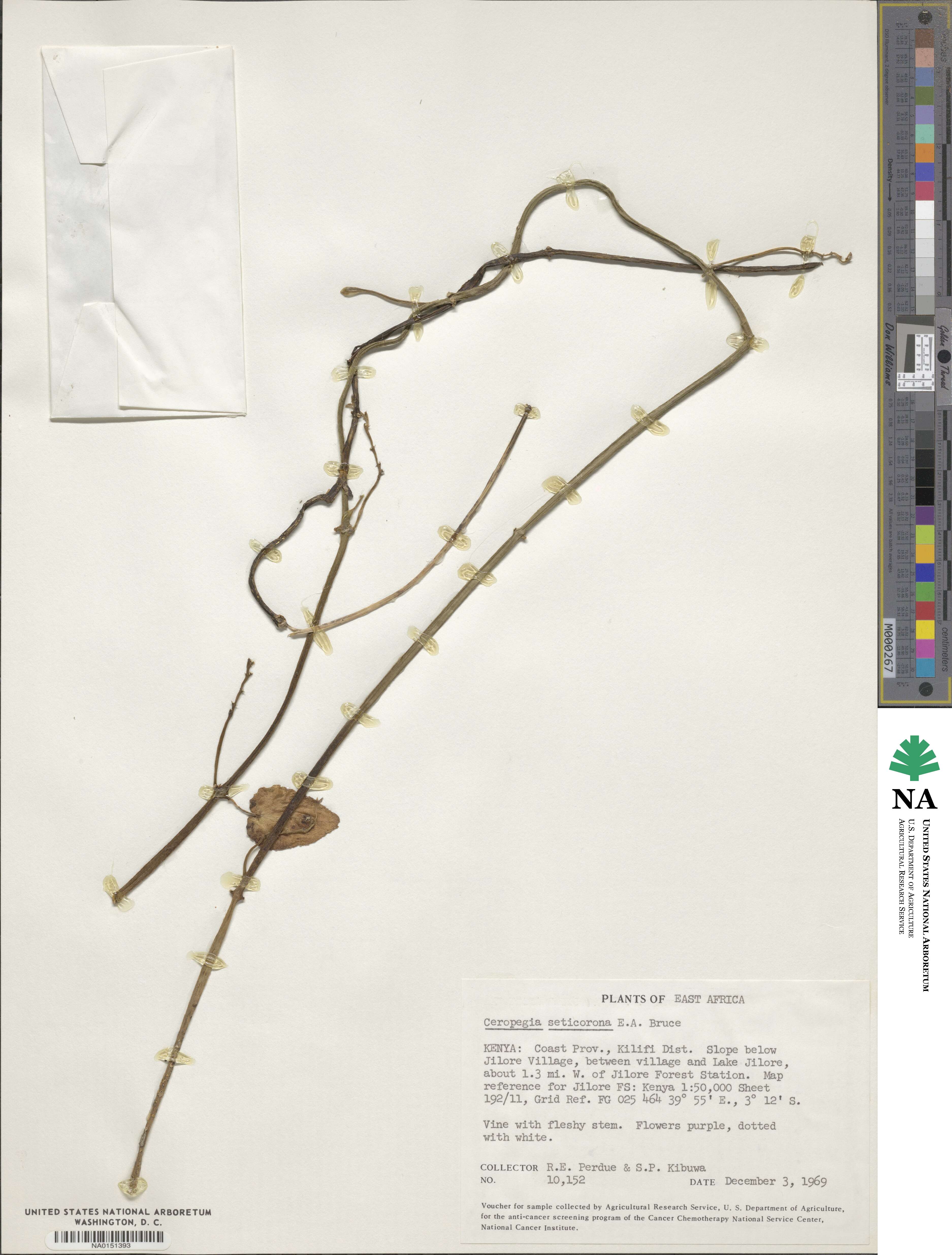 Ceropegia seticorona image