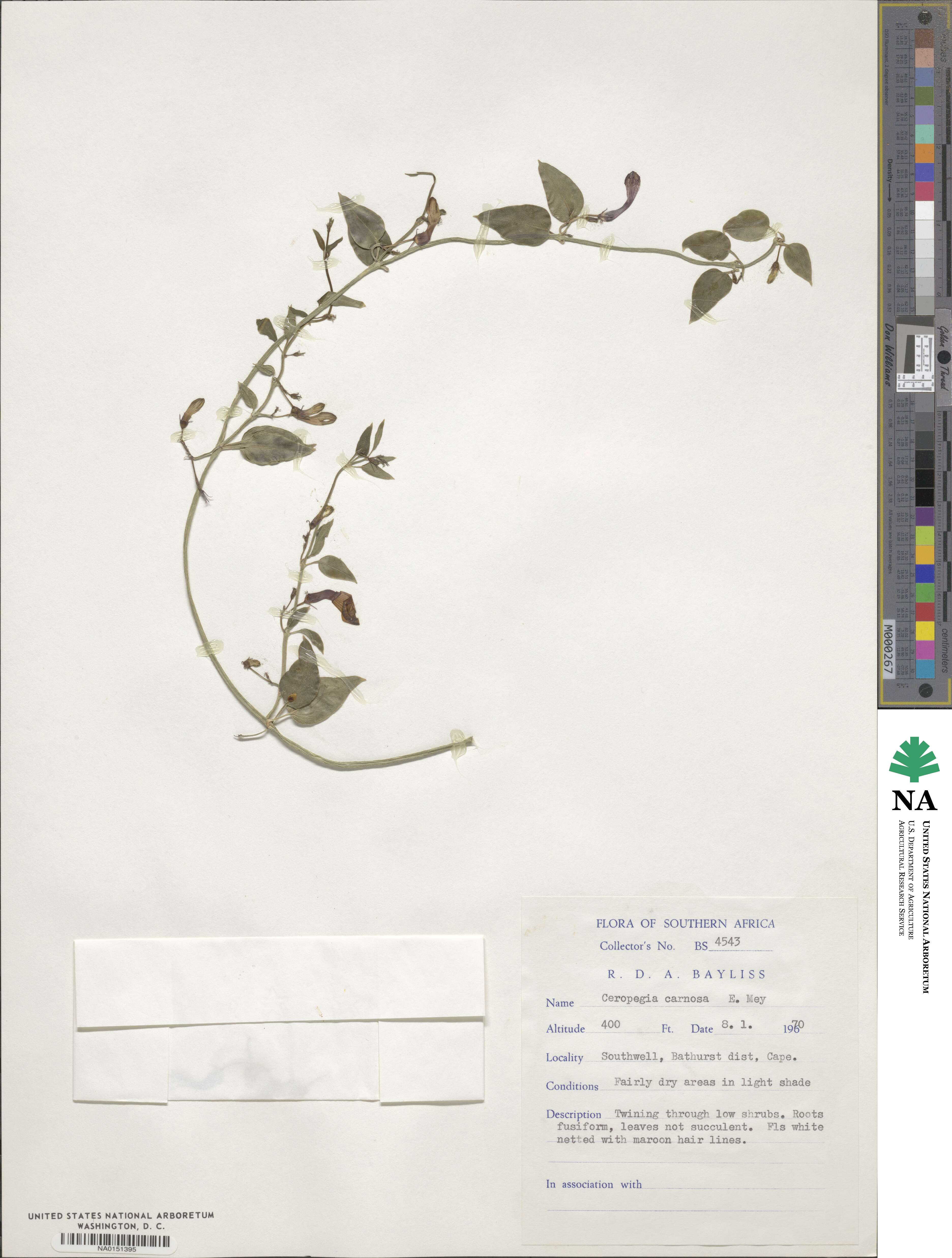 Ceropegia carnosa image