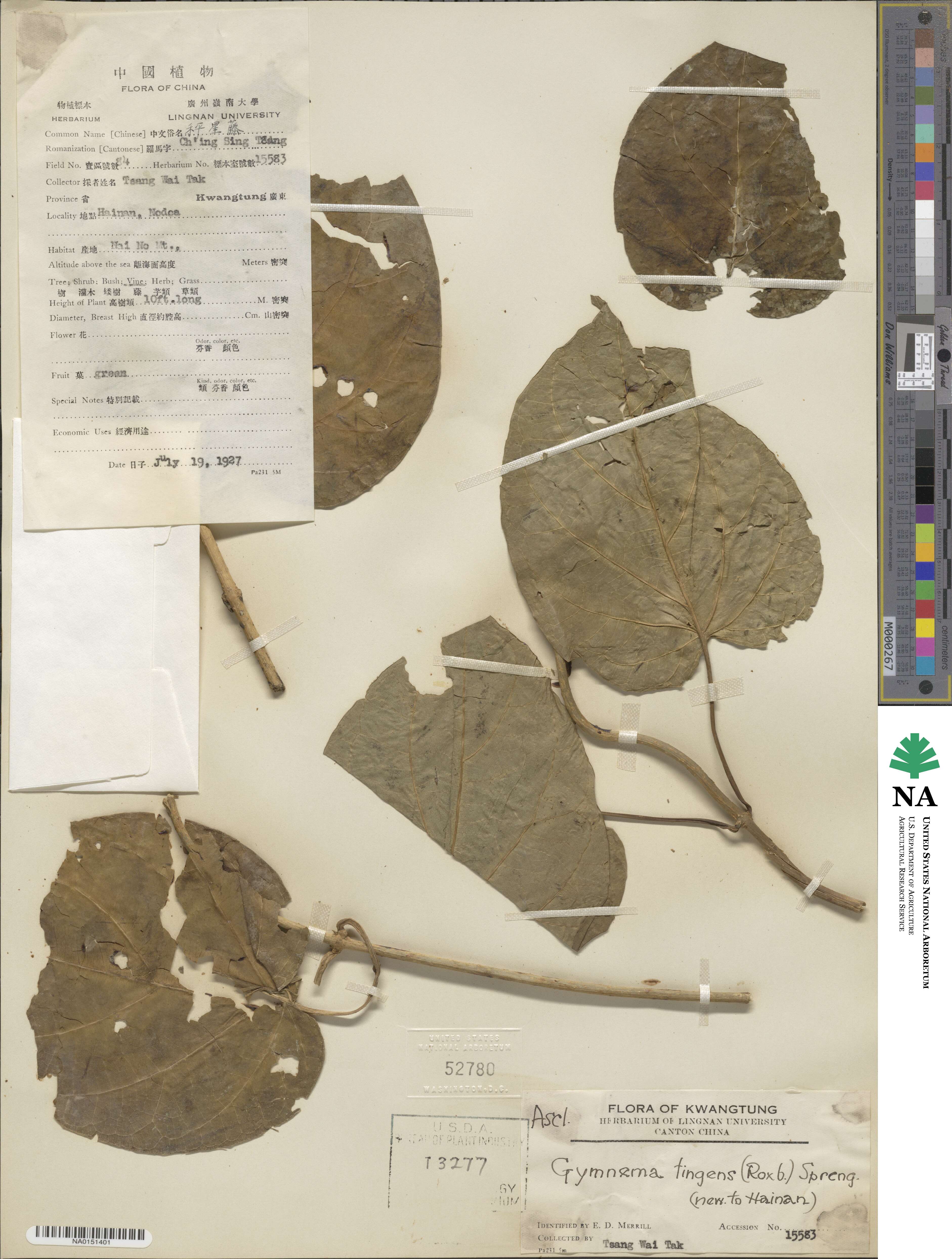 Gymnema inodorum image