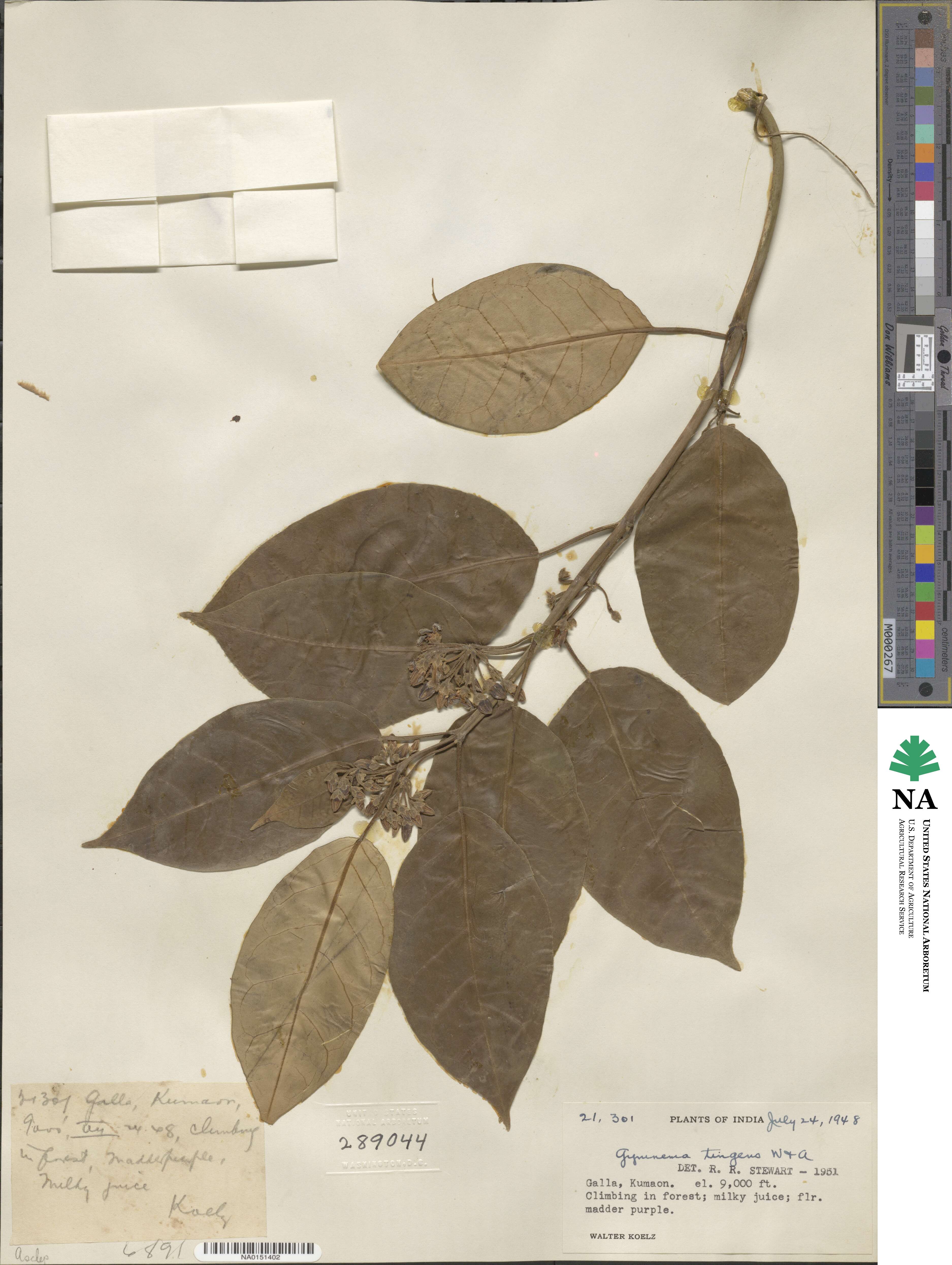 Gymnema inodorum image