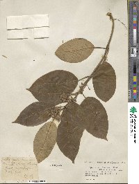 Gymnema inodorum image