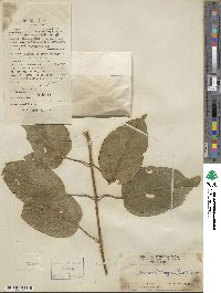 Gymnema inodorum image