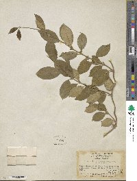 Gymnema sylvestre image