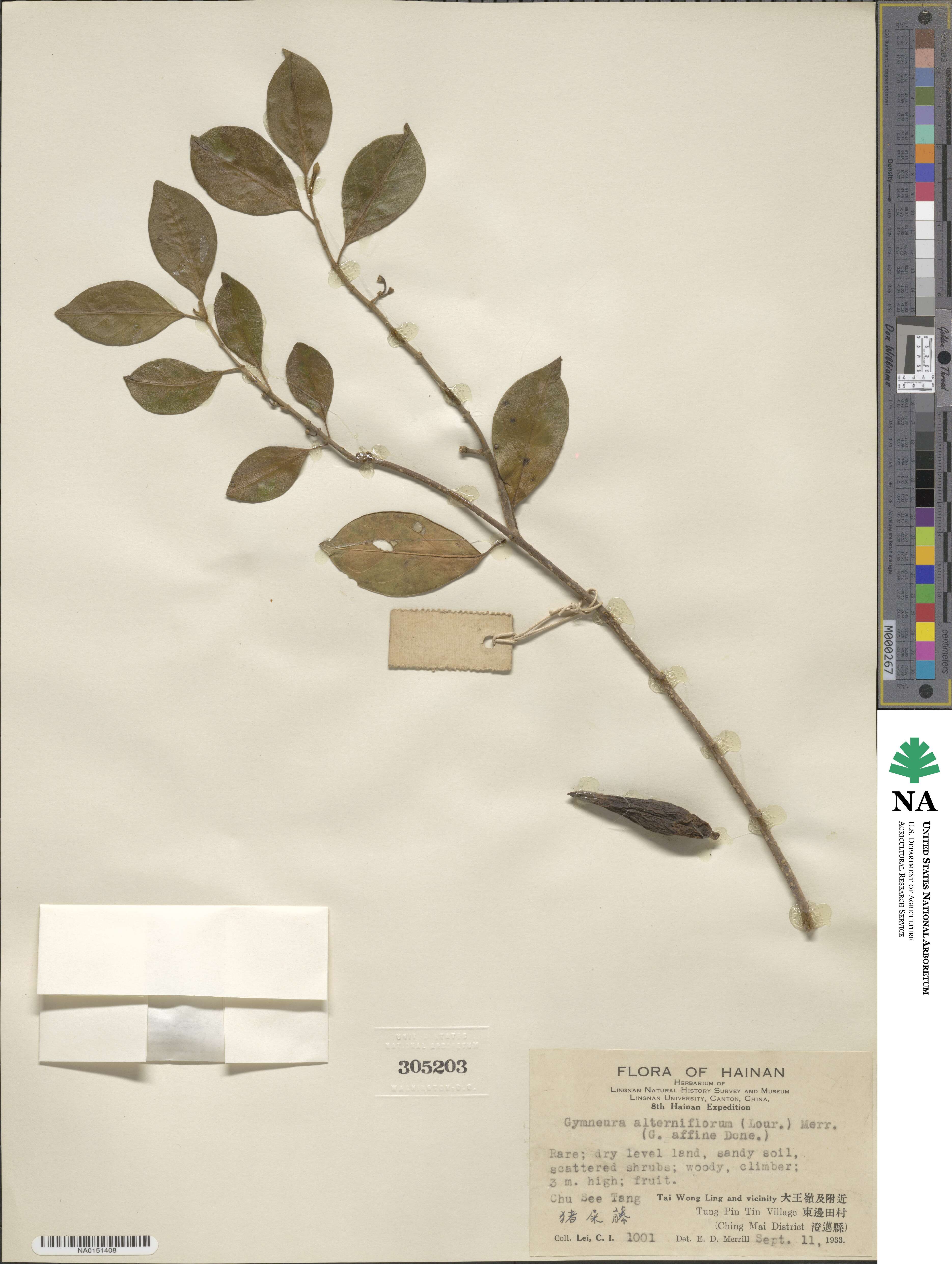 Gymnema sylvestre image