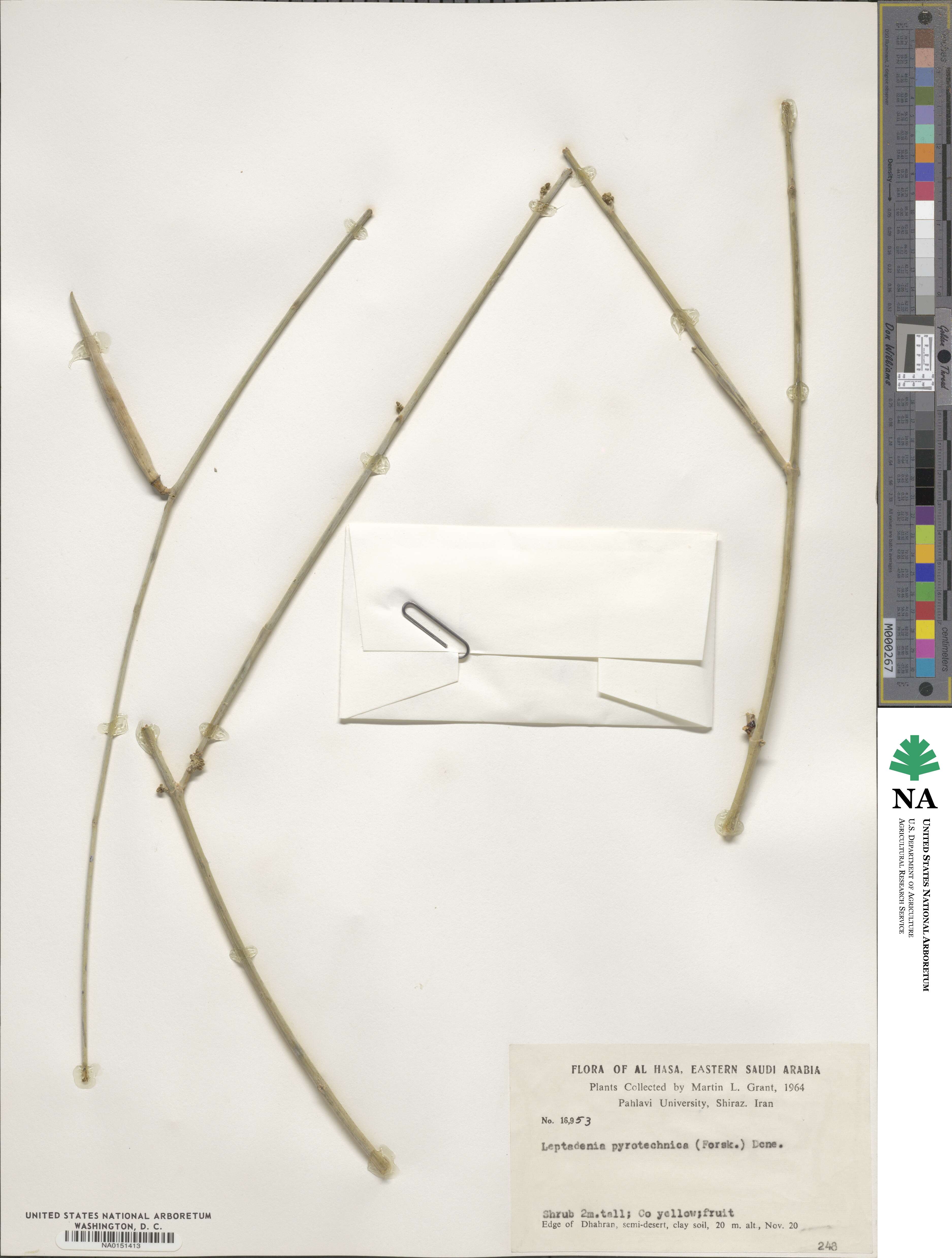 Leptadenia pyrotechnica image