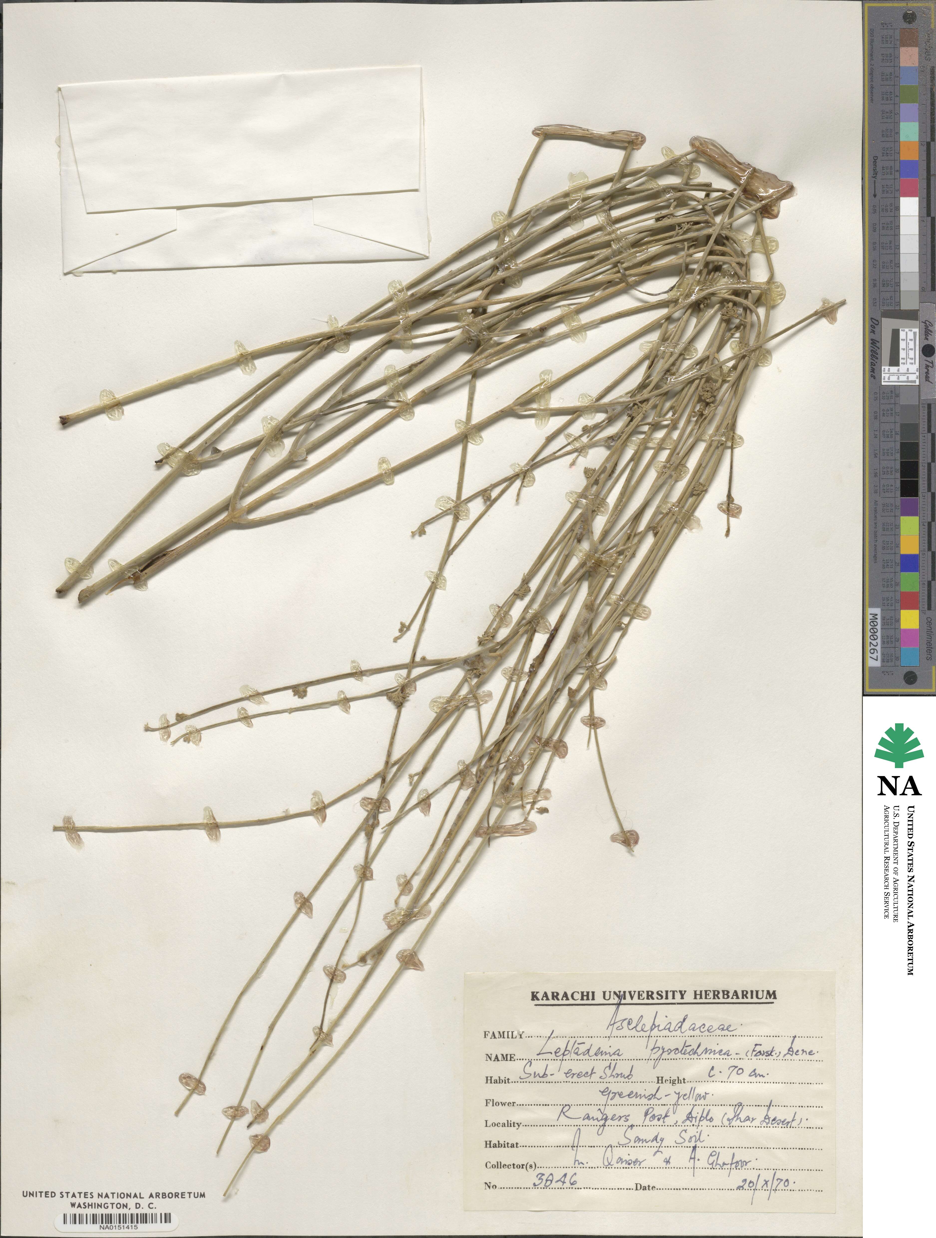Leptadenia pyrotechnica image