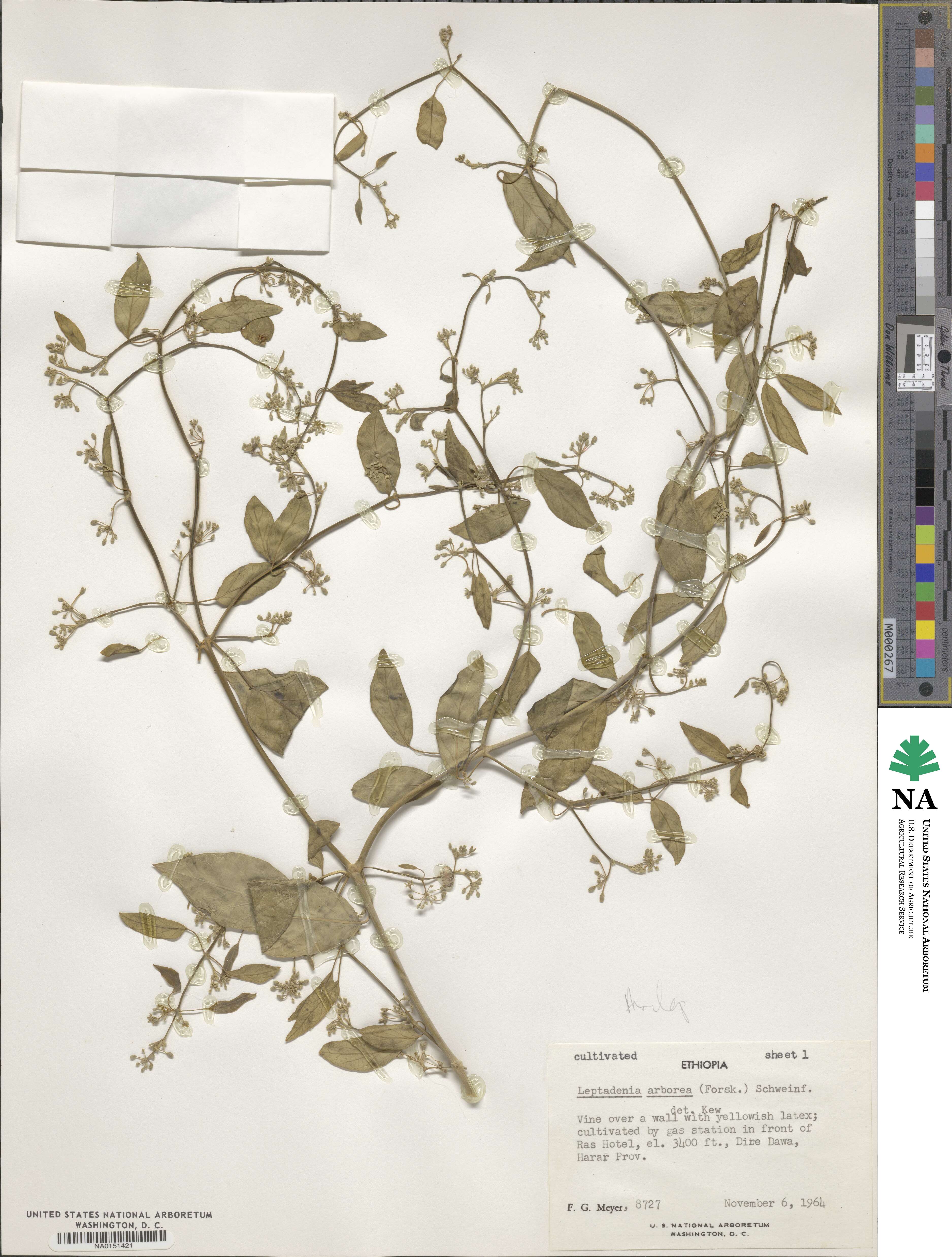 Leptadenia arborea image