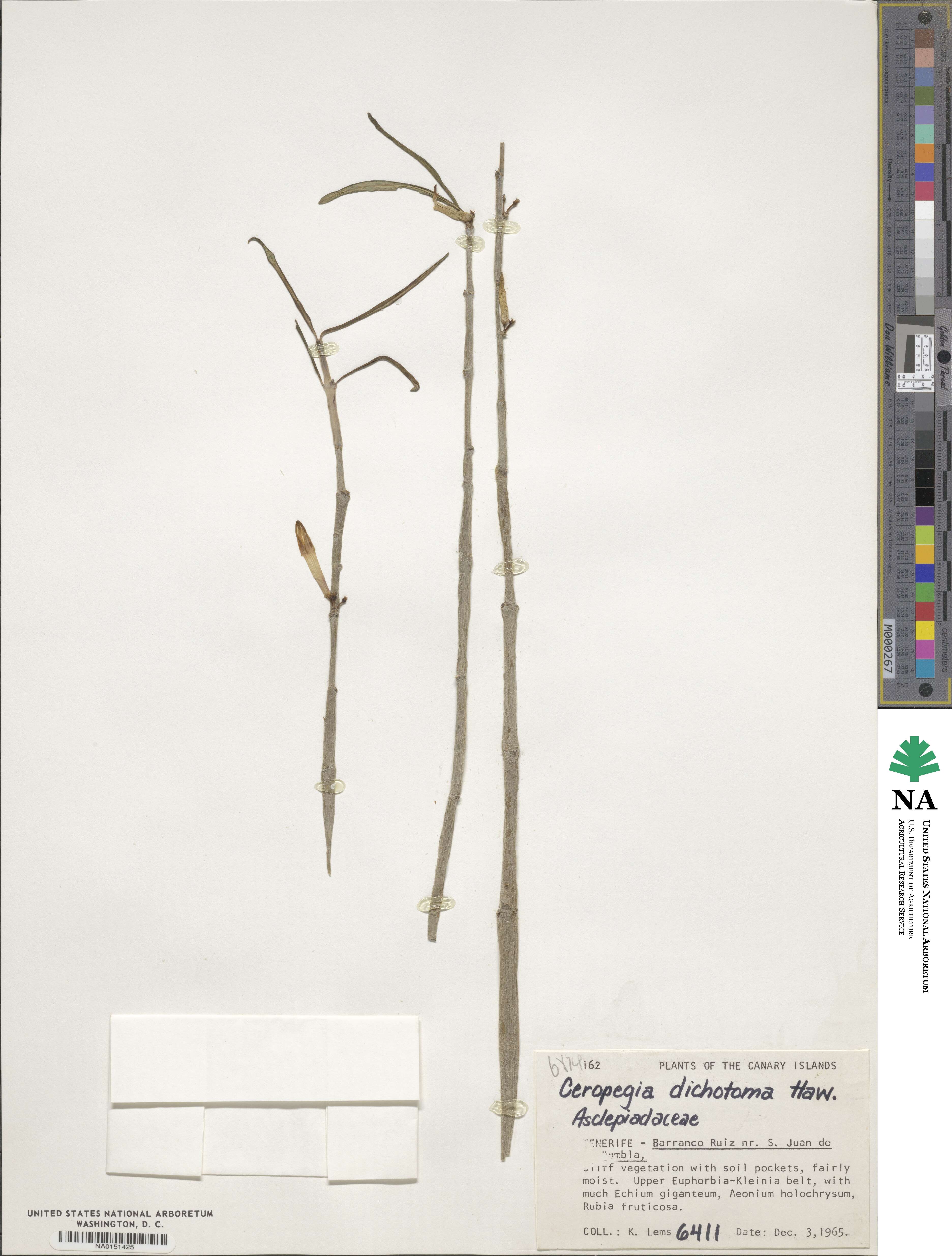 Ceropegia dichotoma image